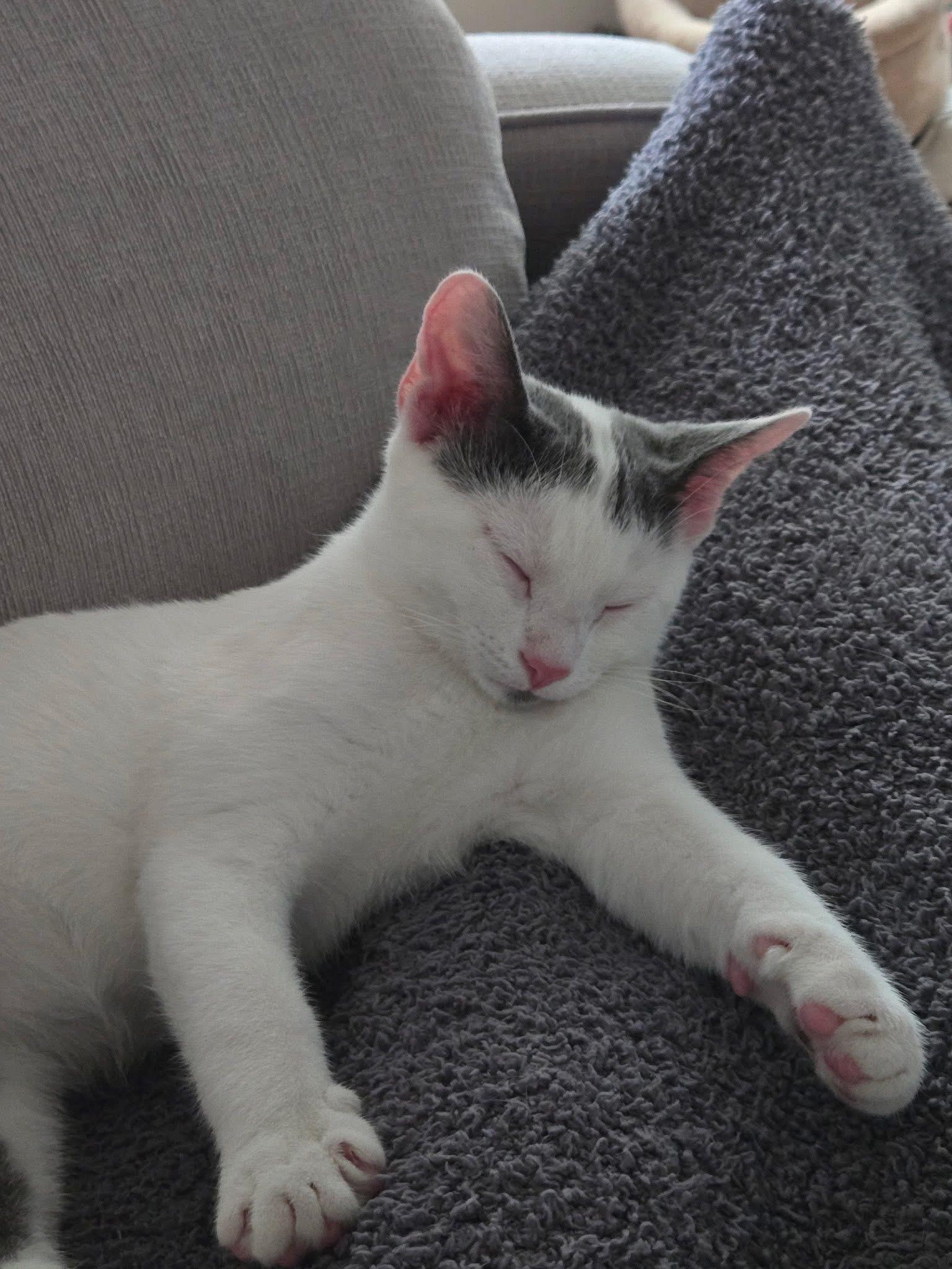 Enlarge Natty and Raven, a Adoptable Domestic Short Hair in Halethorpe, MD image 3/3