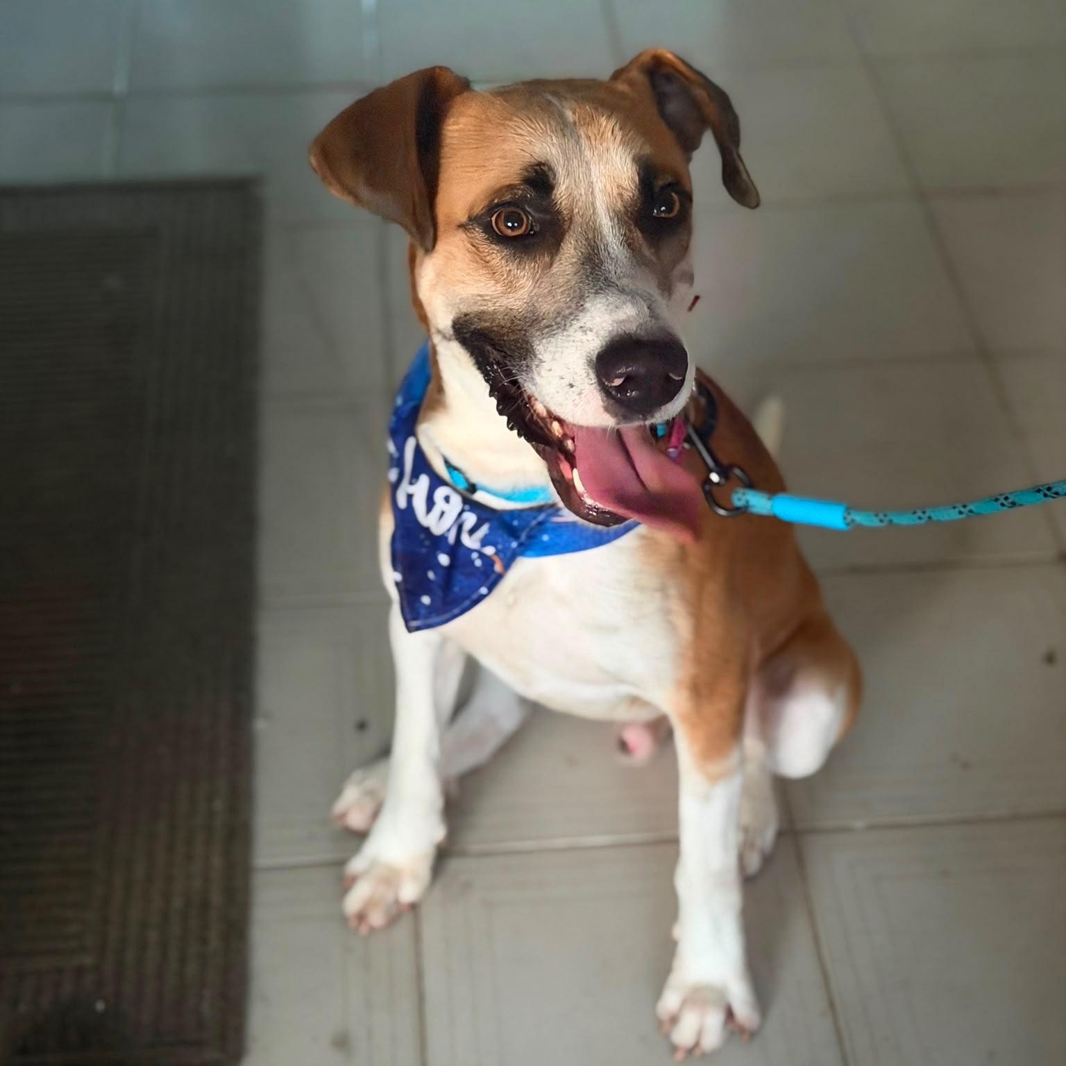 Louis - The Big Playful Lovebug, Adoptable, Young Male Labrador Retriever & Canaan Dog.