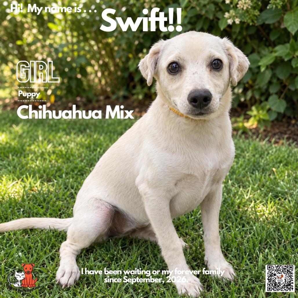 Swift, Adoptable, Puppy Female Chihuahua & Mixed Breed.