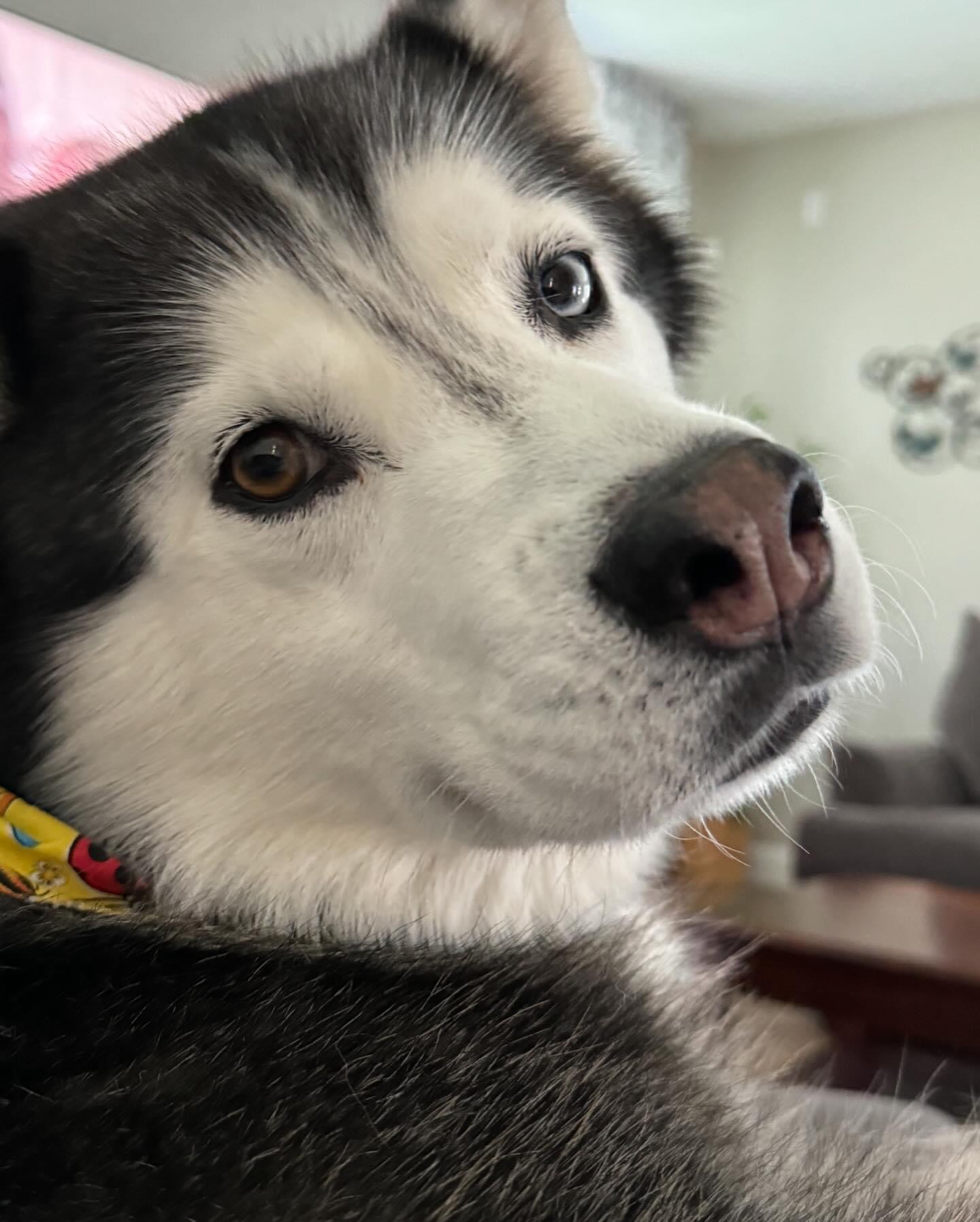 Violet, Adopted, Adult Female Husky.