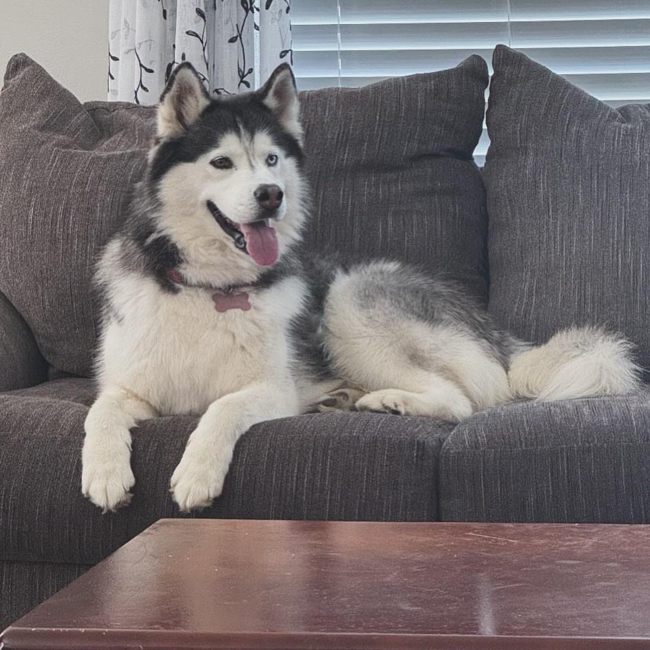 Violet, a Adopted Husky in Greenwood, IN image 2/6