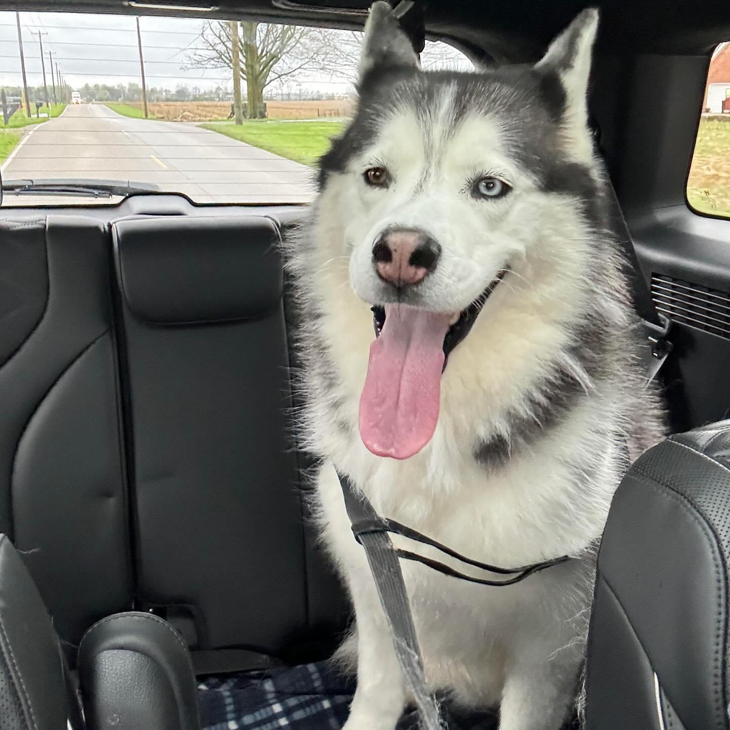 Violet, a Adopted Husky in Greenwood, IN image 3/6