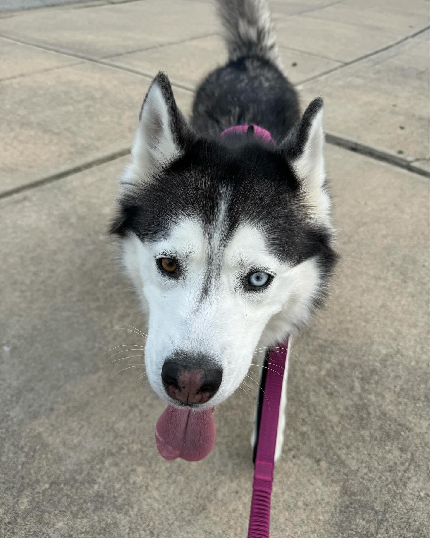 Violet, a Adopted Husky in Greenwood, IN image 5/6