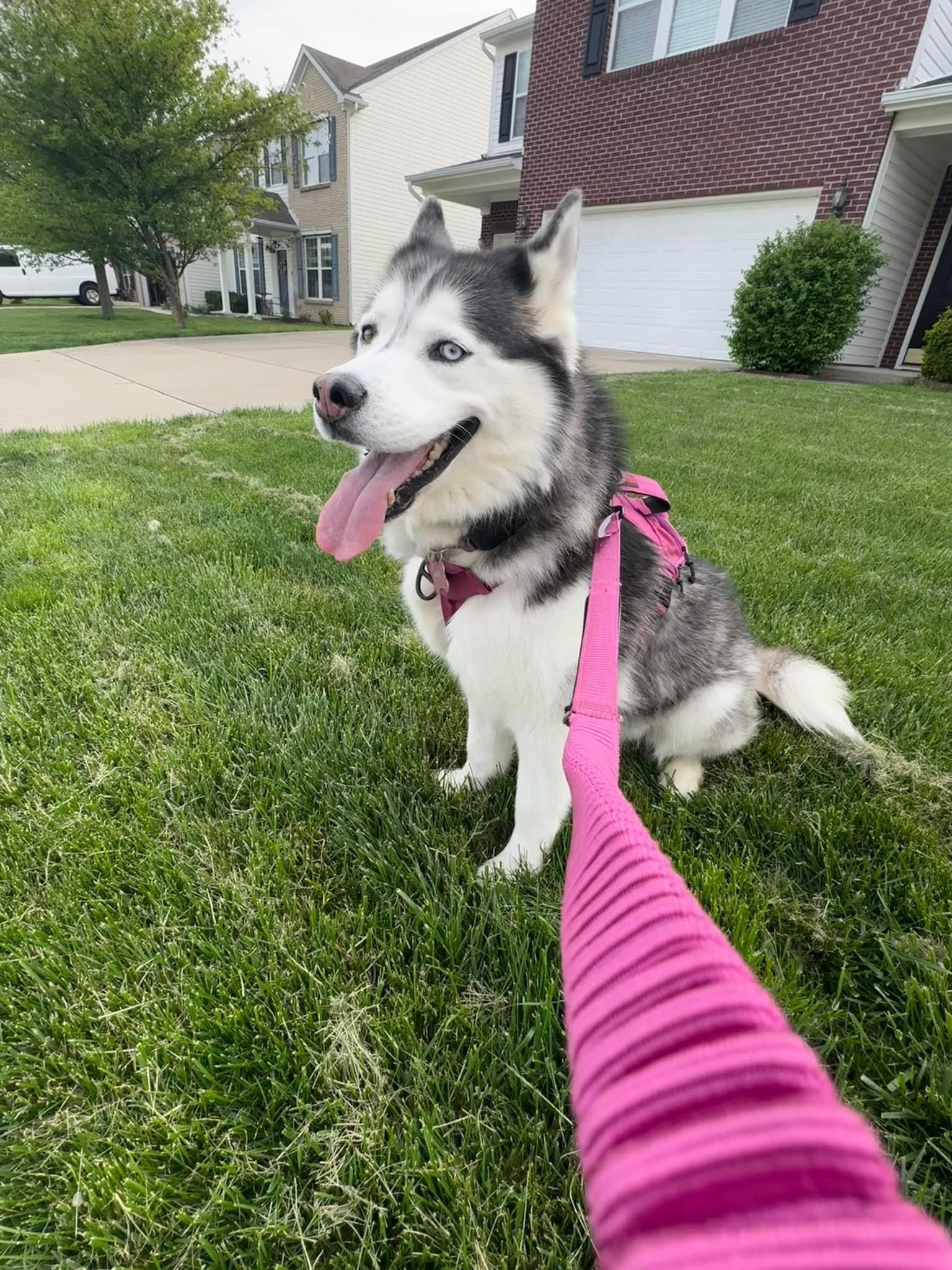 Violet, a Adopted Husky in Greenwood, IN image 6/6