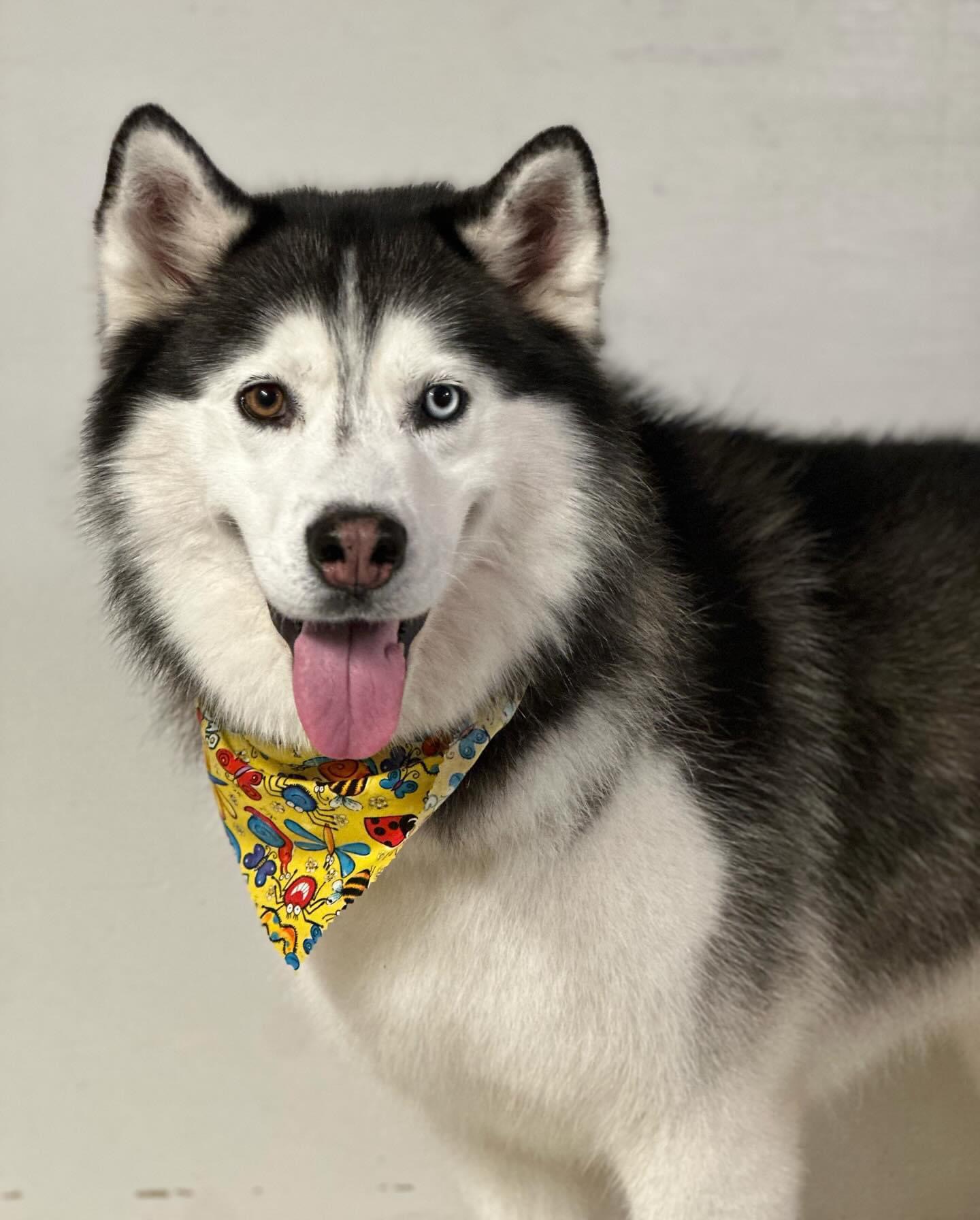 Violet, a Adopted Husky in Greenwood, IN image 4/6