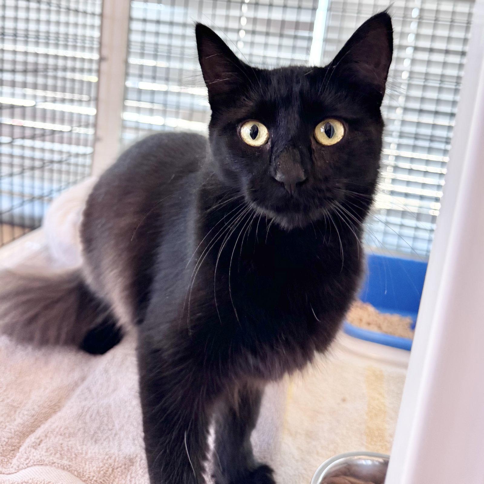 Enlarge Zoe, a Adoptable Domestic Long Hair in Burlingame, CA image 1/1