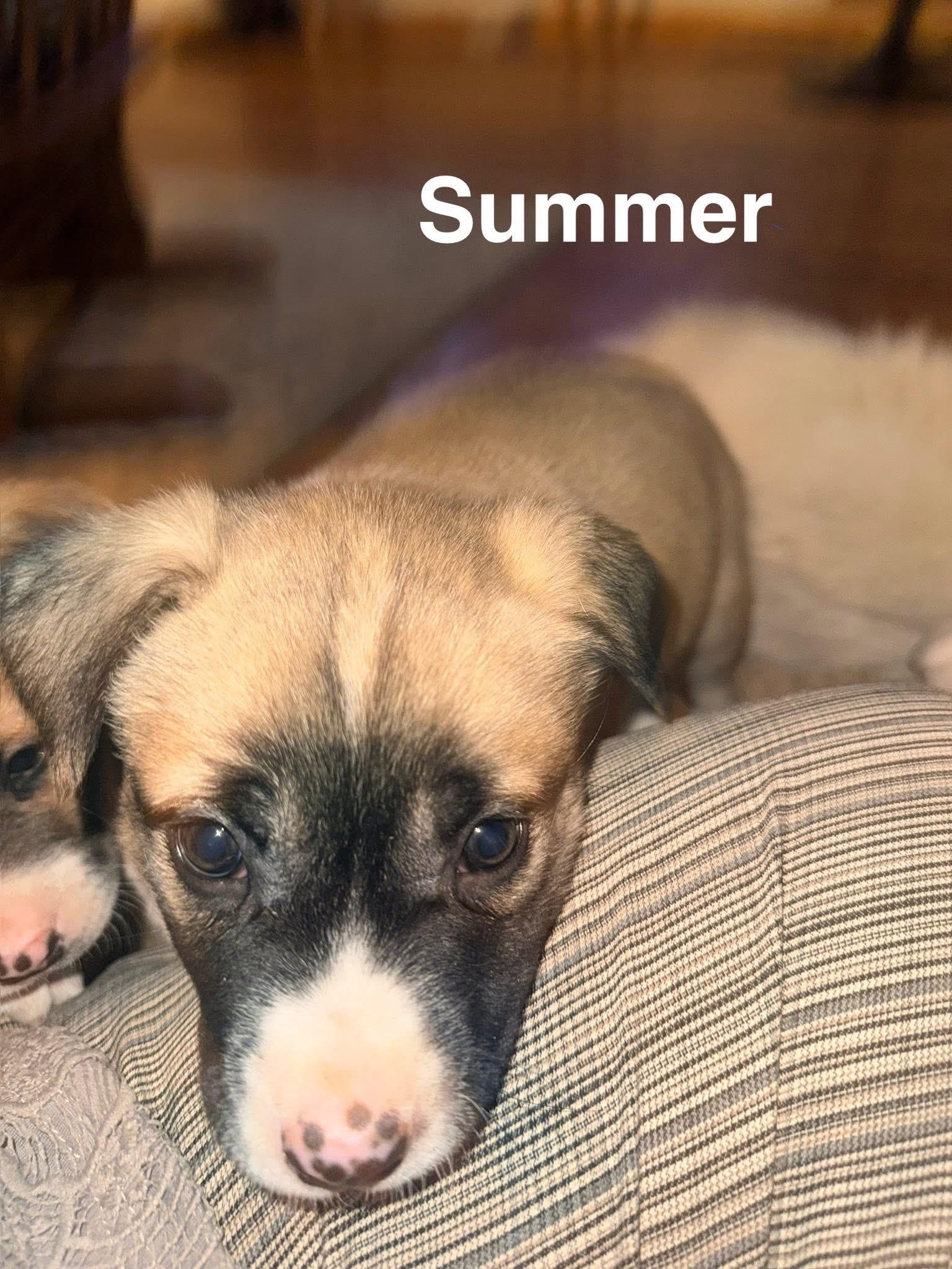 GoT-Summer, Adopted, Young Female Australian Cattle Dog / Blue Heeler & Siberian Husky.
