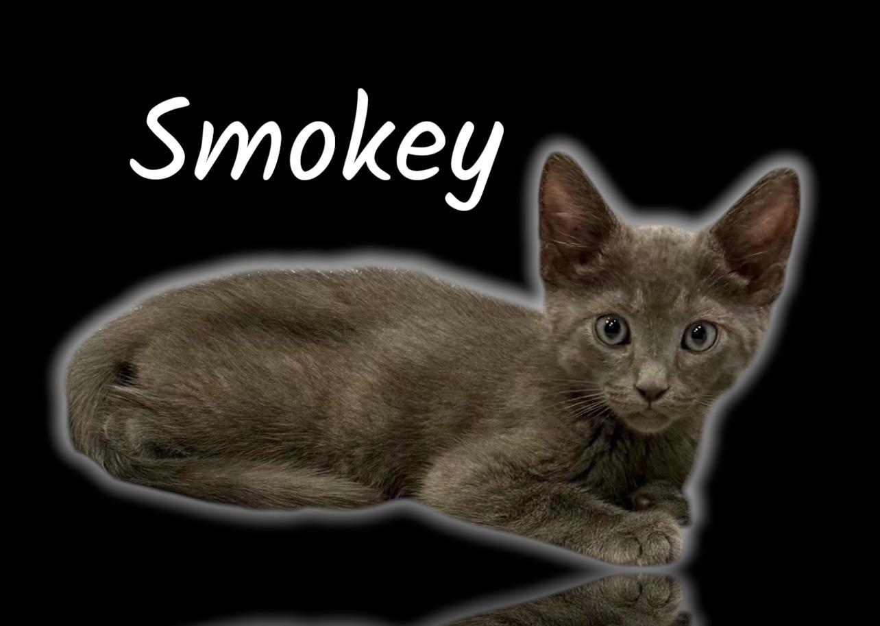 Smokey, ADOPTABLE, Kitten Male Domestic Short Hair.