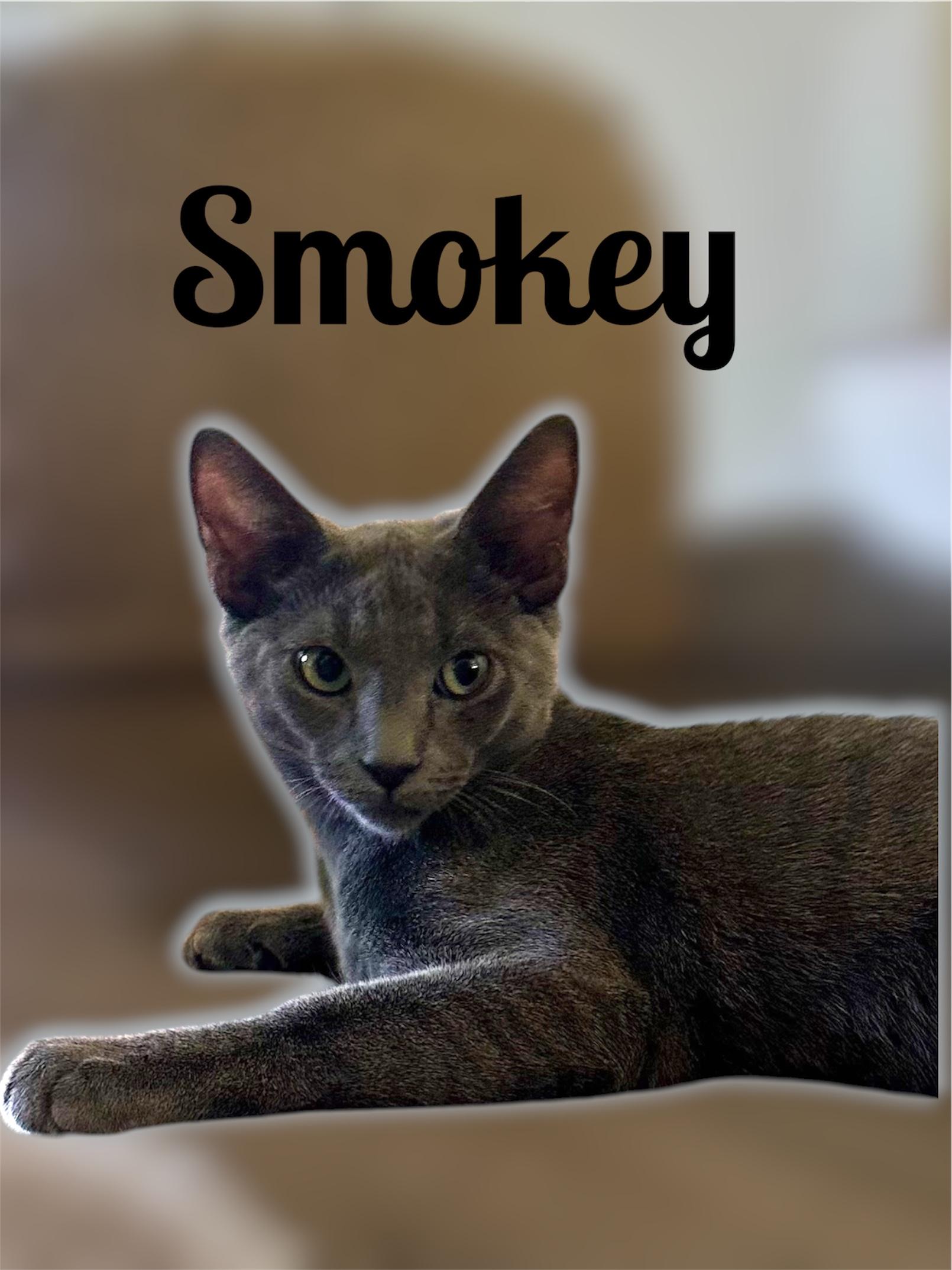 Smokey, ADOPTABLE, Kitten Male Domestic Short Hair.