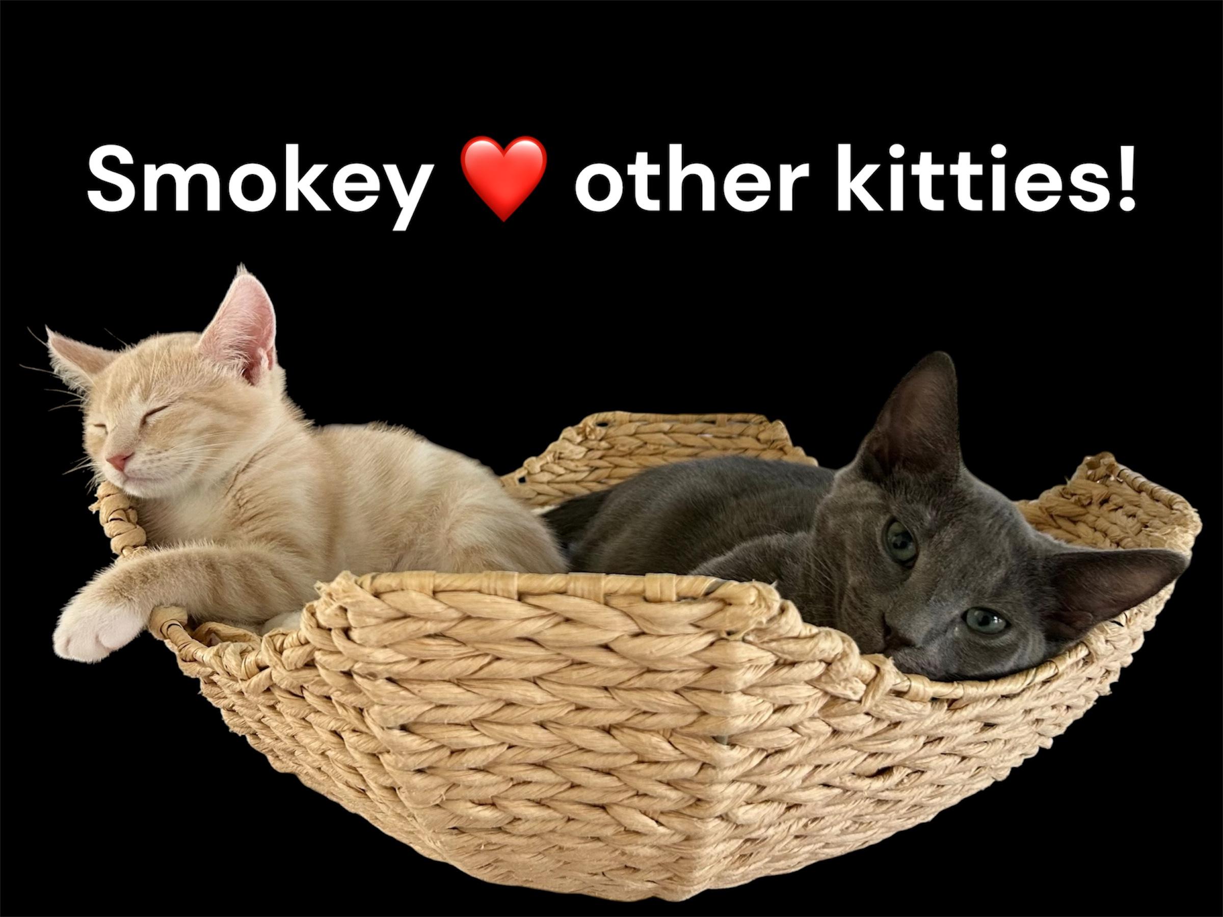 Smokey, a ADOPTABLE Domestic Short Hair in Auburn, CA image 2/3