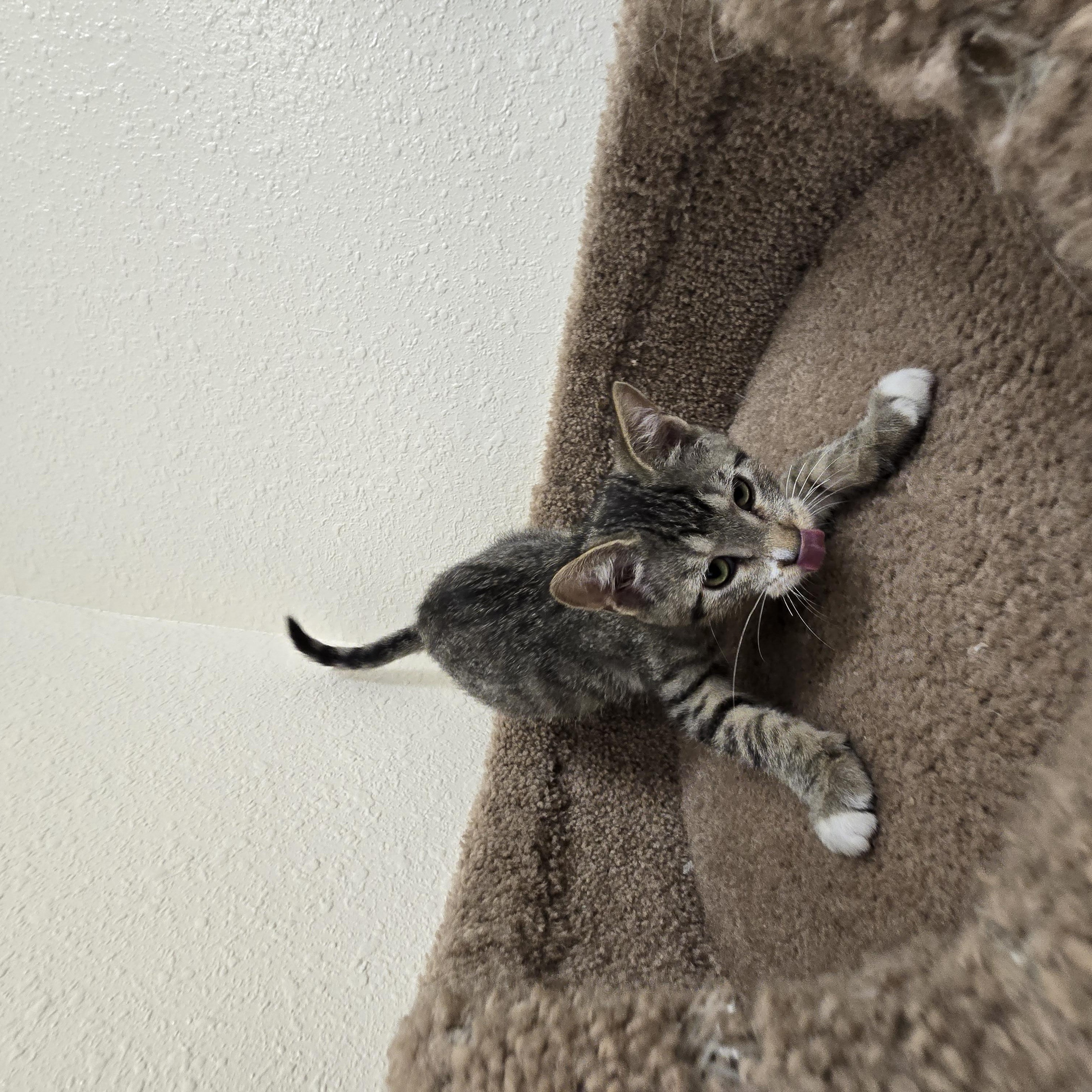 Enlarge Kiwi, a Adoptable Domestic Short Hair in Red Wing, MN image 4/4