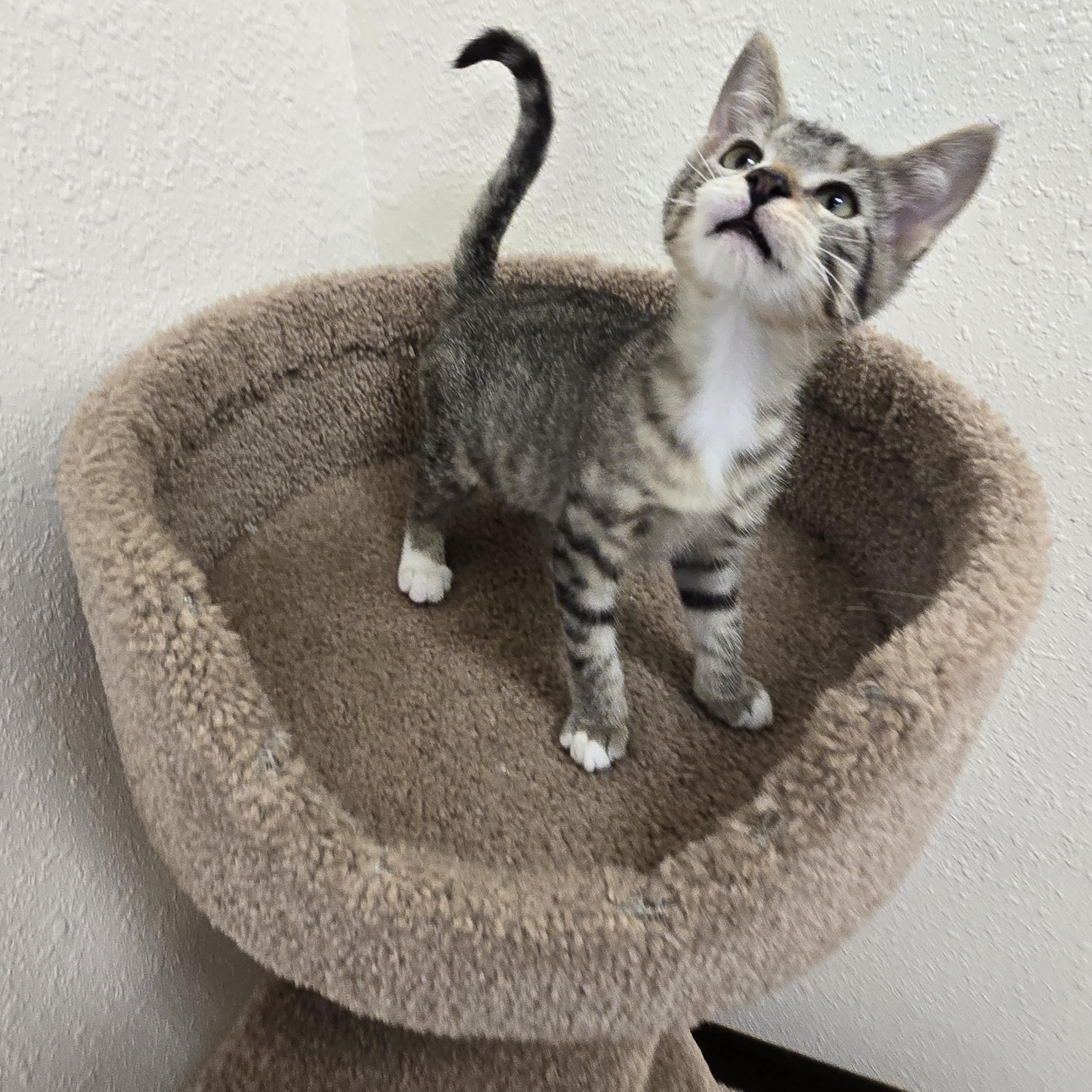 Enlarge Kiwi, a Adoptable Domestic Short Hair in Red Wing, MN image 2/4