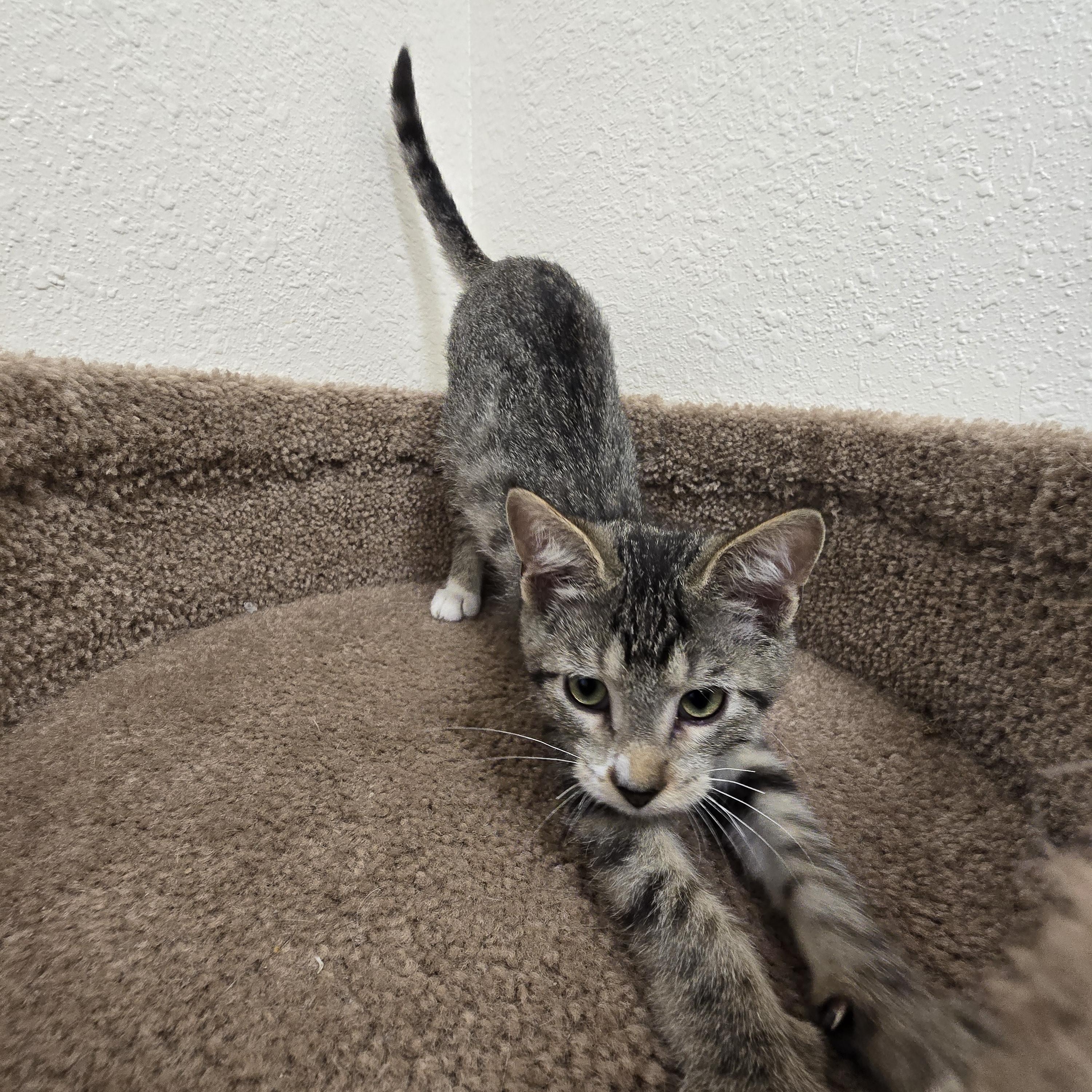Kiwi, Adoptable, Kitten Female Domestic Short Hair.