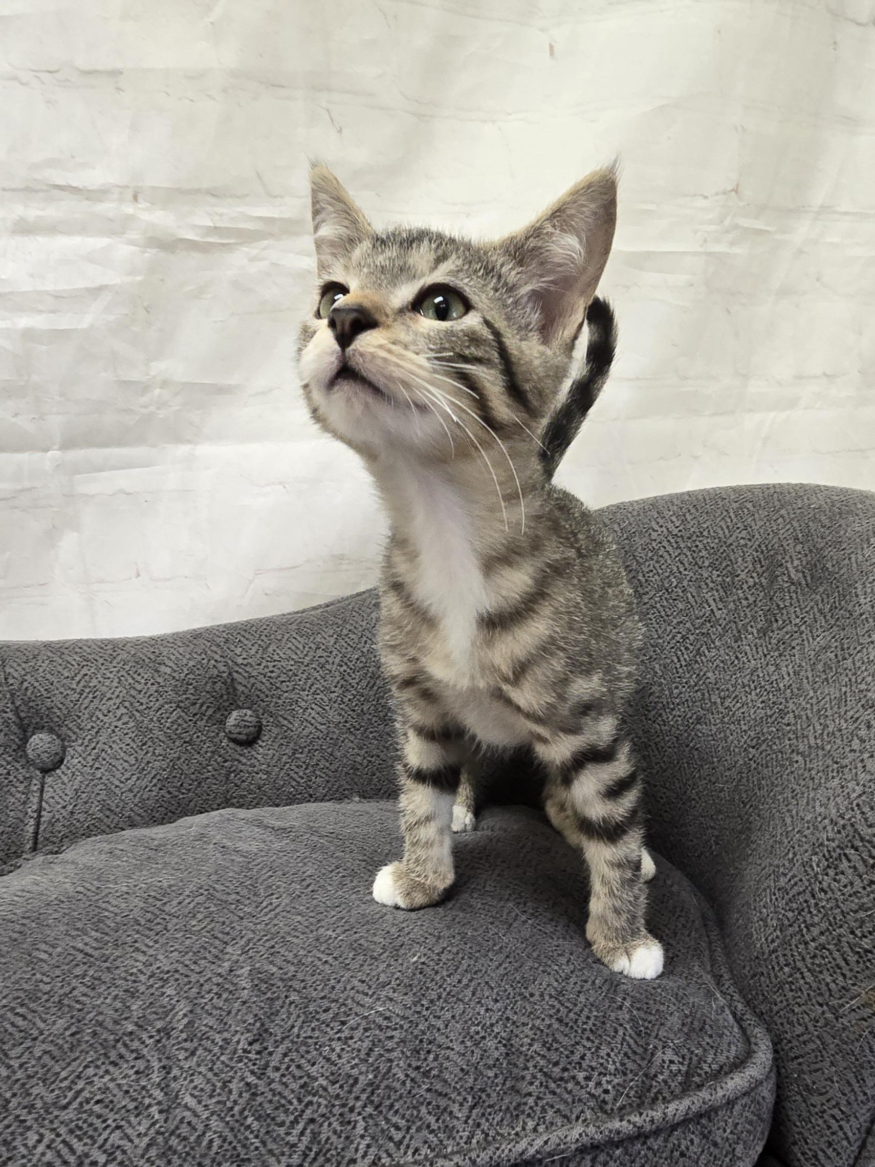 Enlarge Kiwi, a Adoptable Domestic Short Hair in Red Wing, MN image 3/4
