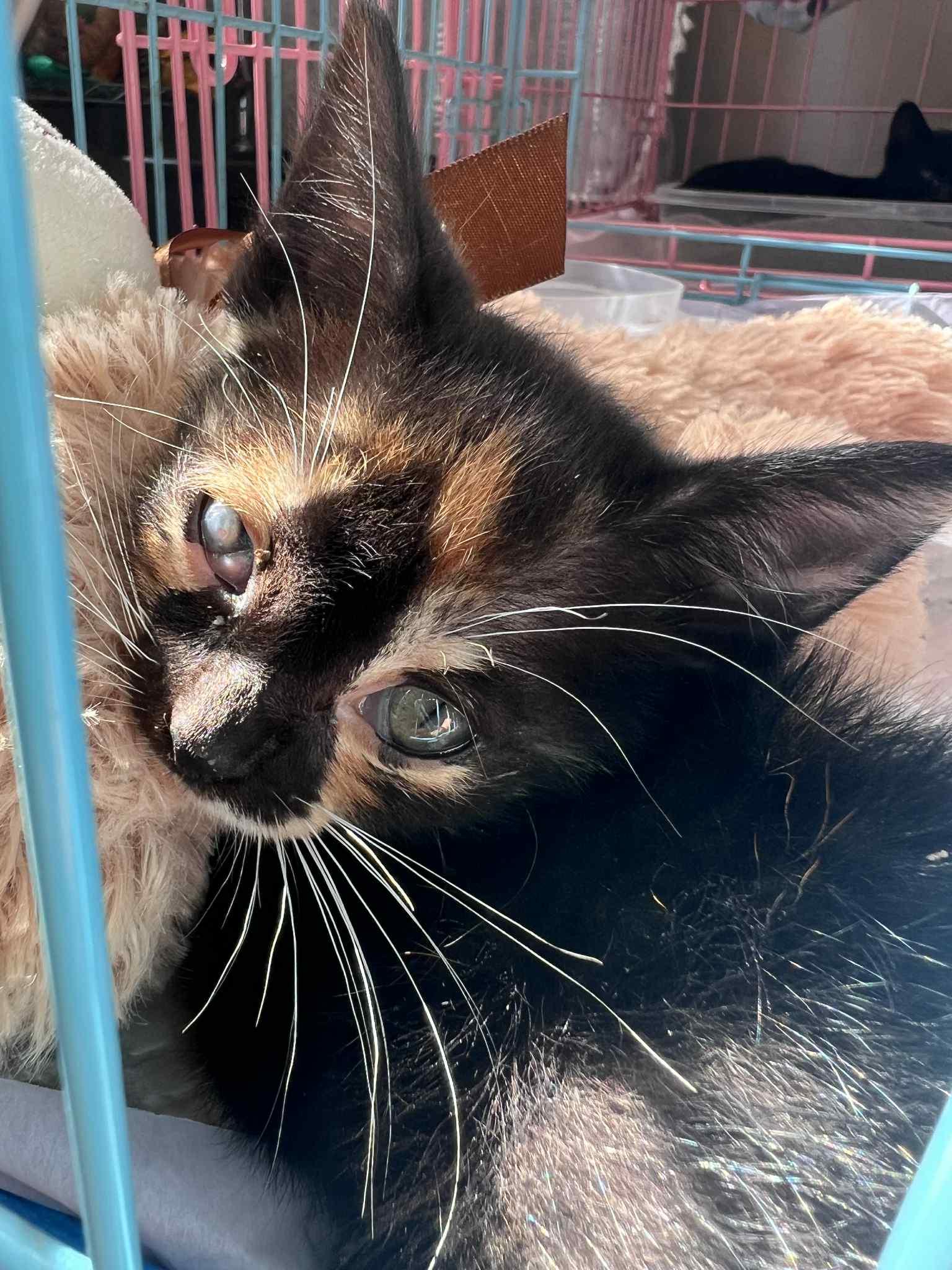 Enlarge Alice Cullen, a Adoptable mixed breed in Randolph, AL image 2/6