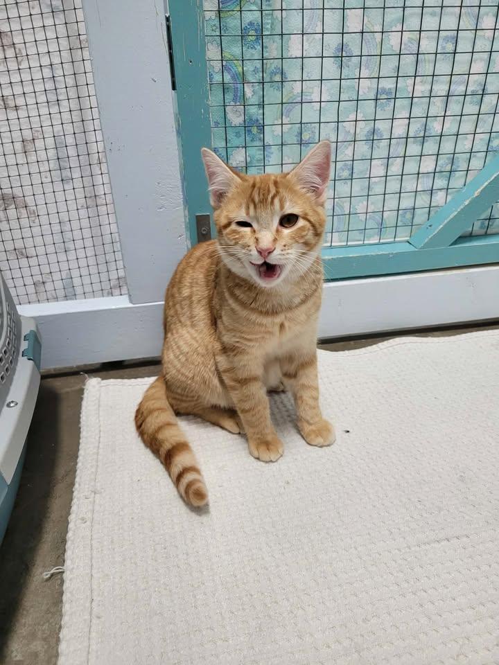 Enlarge Fiyero, a ADOPTABLE Domestic Short Hair in Mission, BC image 2/2