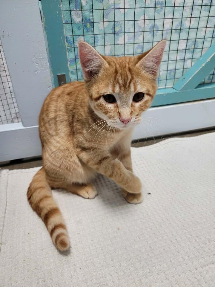 Enlarge Fiyero, a ADOPTABLE Domestic Short Hair in Mission, BC image 1/2