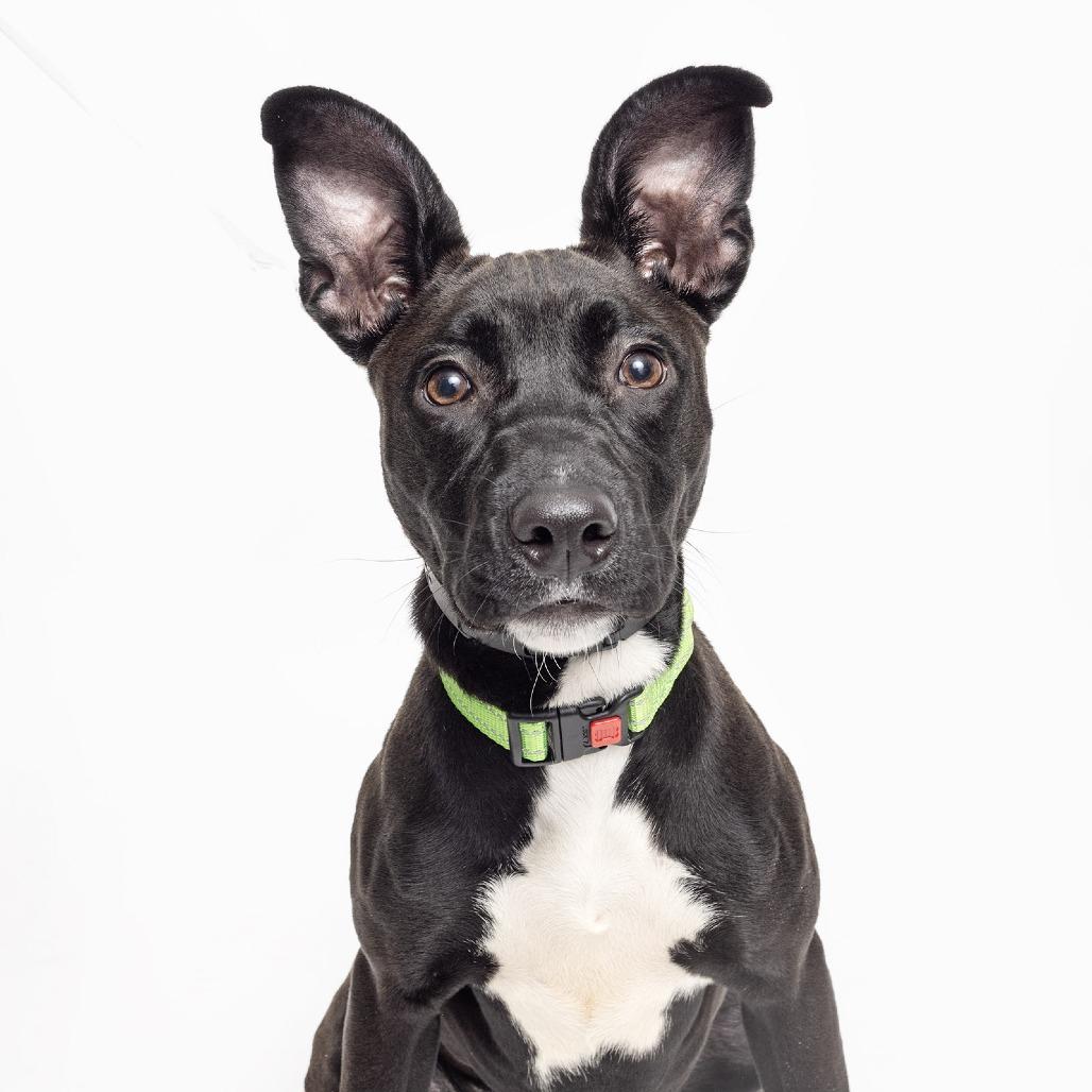 Pippy, Adoptable, Young Female Mixed Breed.