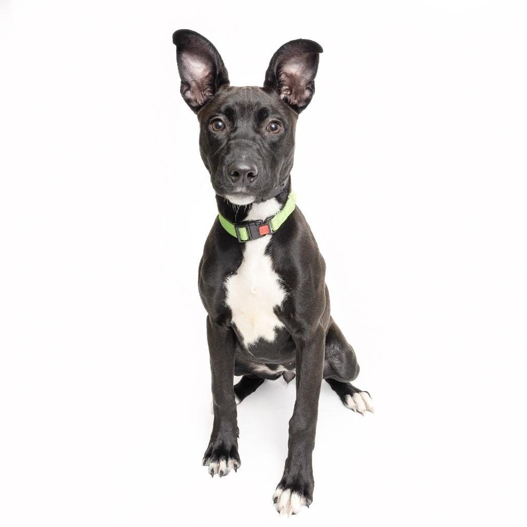 Pippy — thumbnail 2