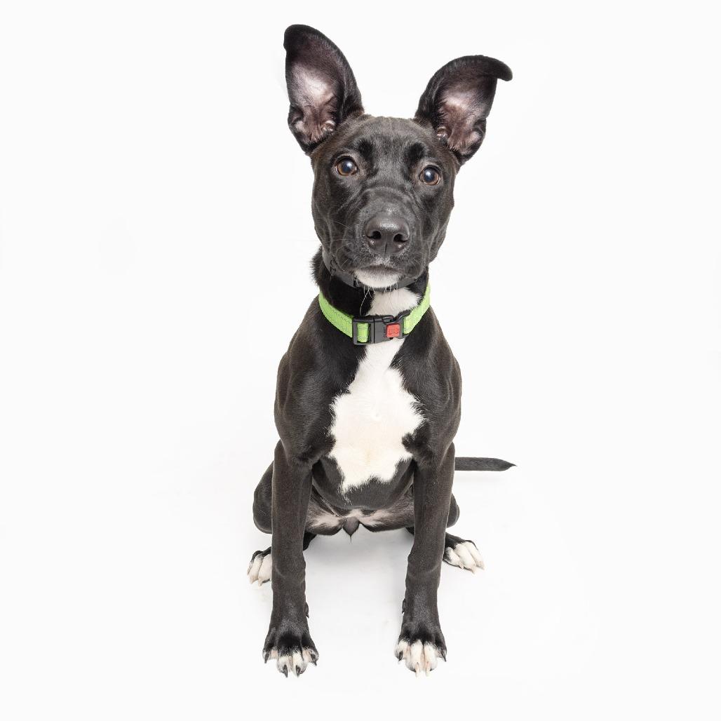 Pippy — thumbnail 3