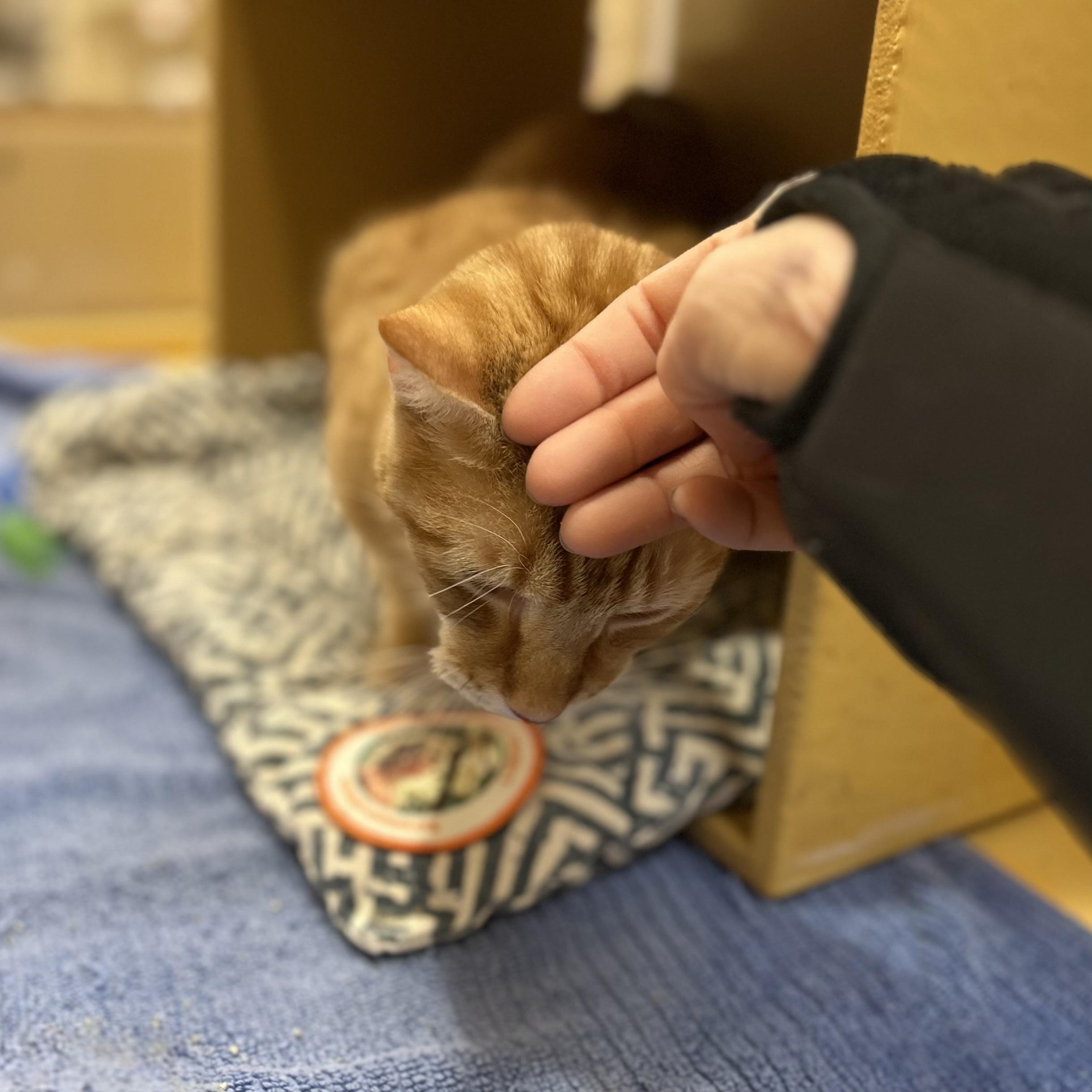 Cupid, a ADOPTABLE Domestic Short Hair in Norwalk, CT image 2/5