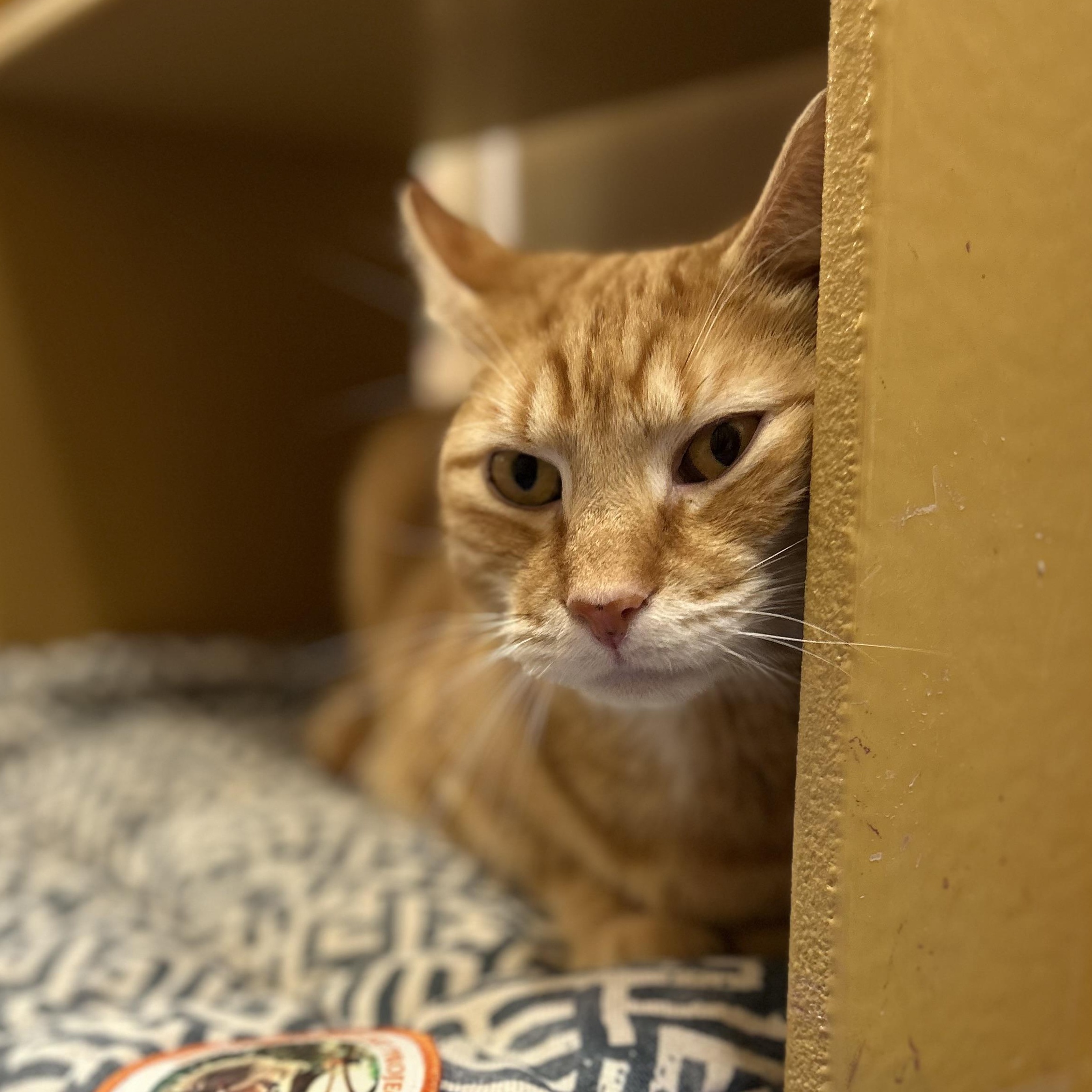 Cupid, a ADOPTABLE Domestic Short Hair in Norwalk, CT image 5/5