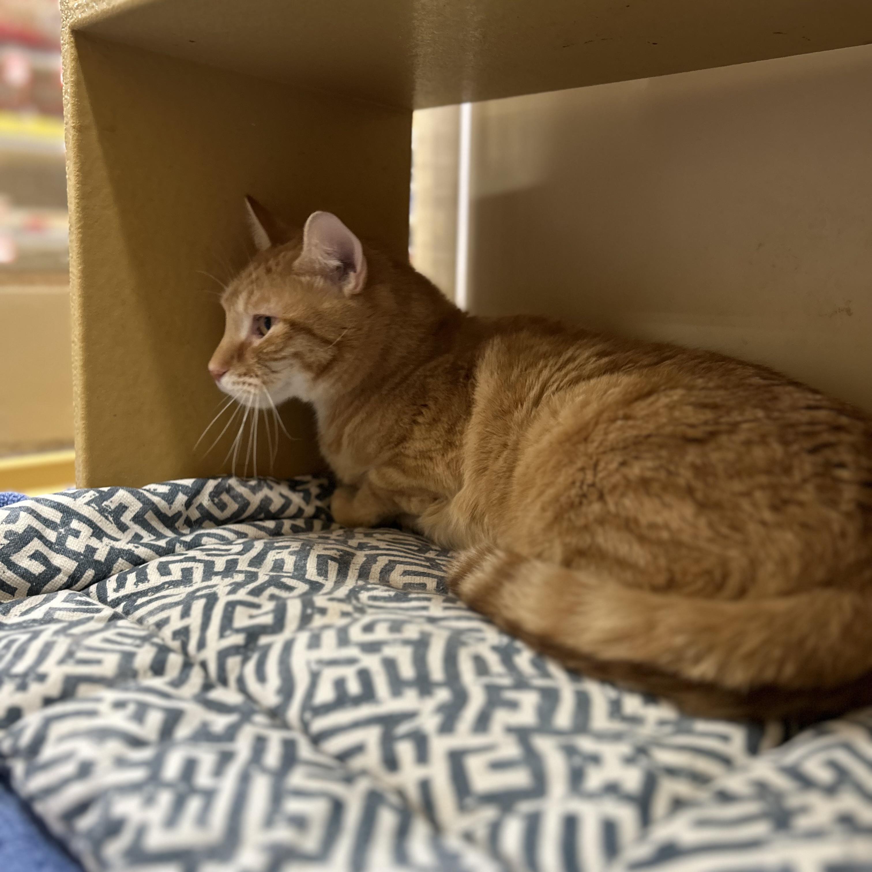 Cupid, a ADOPTABLE Domestic Short Hair in Norwalk, CT image 4/5