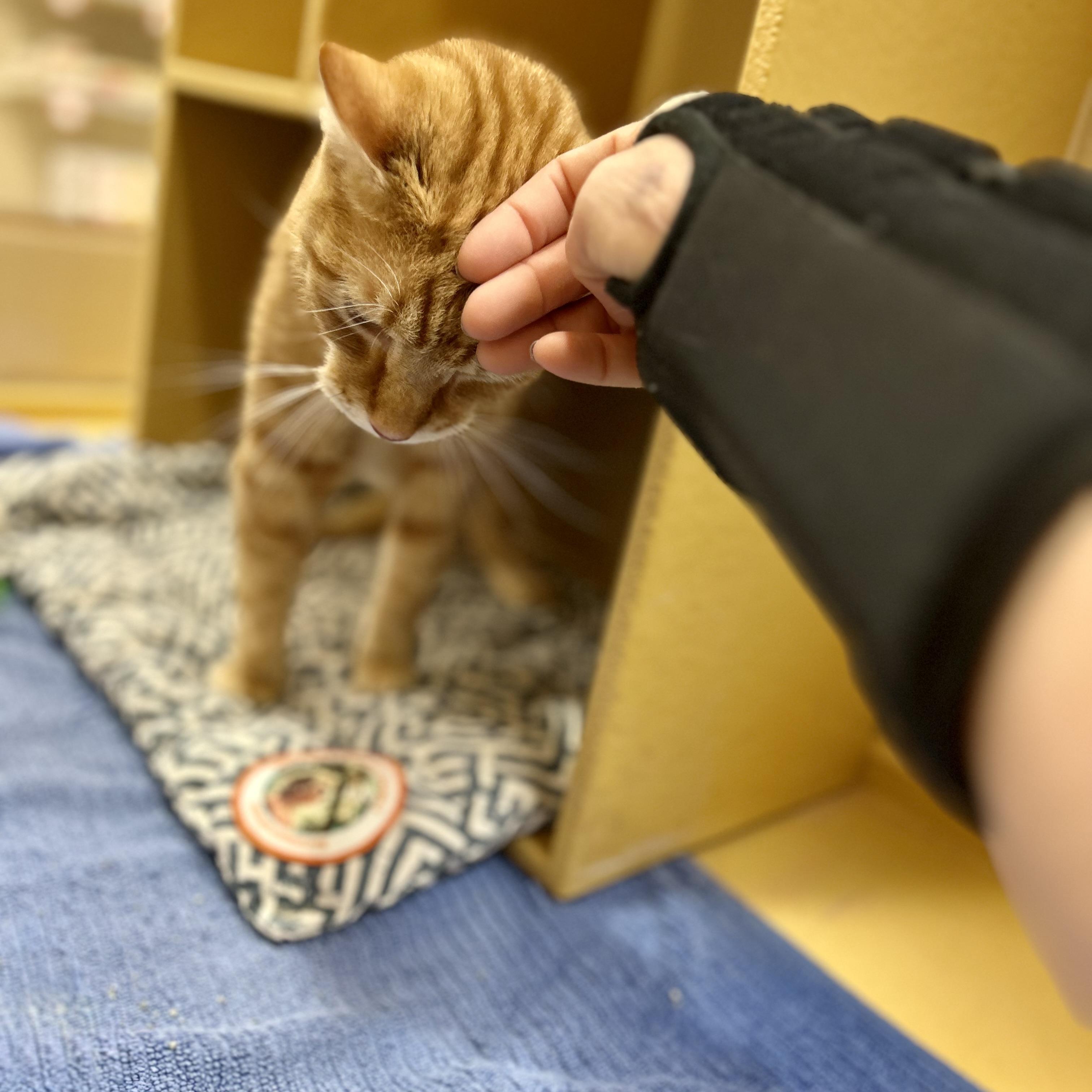 Cupid, a ADOPTABLE Domestic Short Hair in Norwalk, CT image 3/5