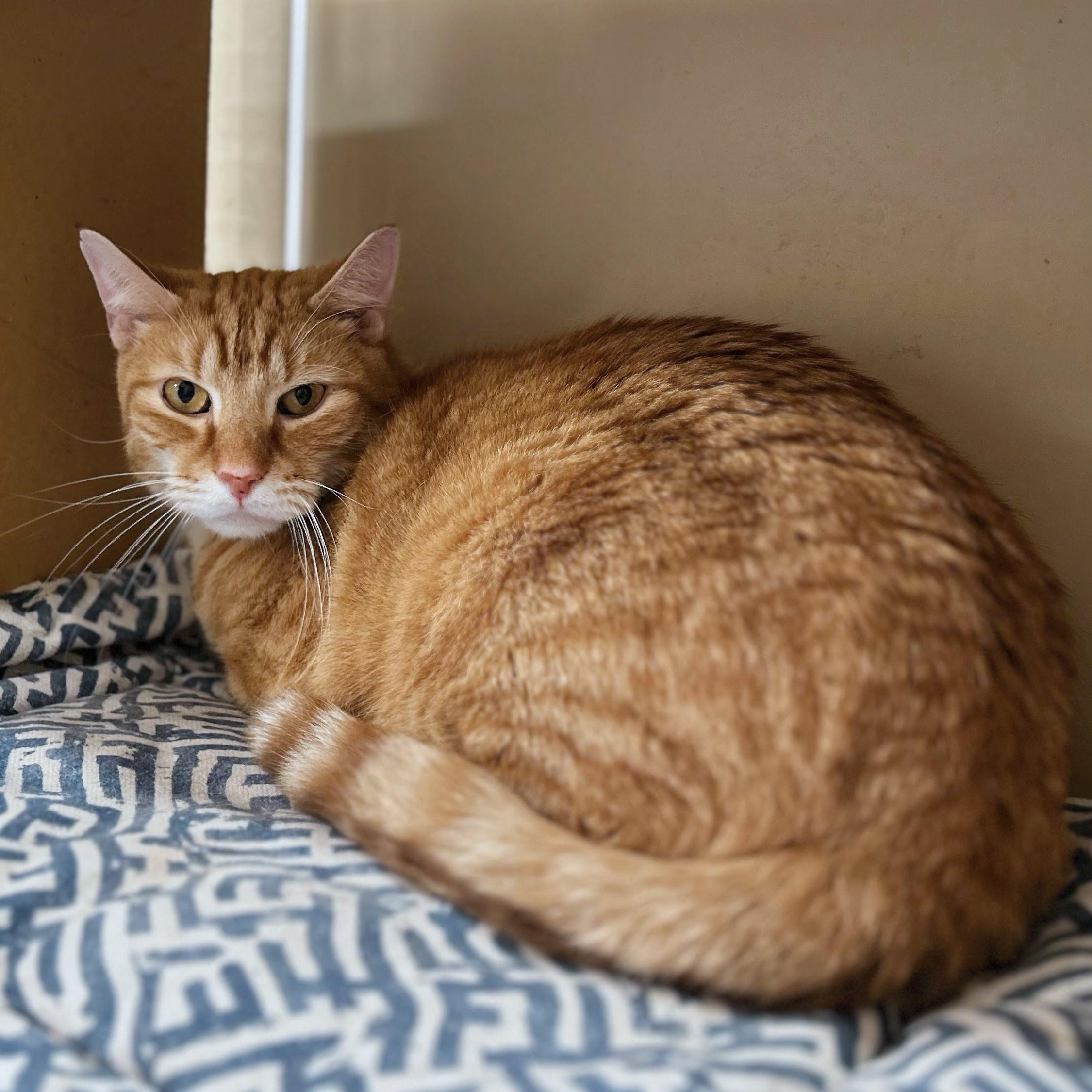 Cupid, a ADOPTABLE Domestic Short Hair in Norwalk, CT image 1/5