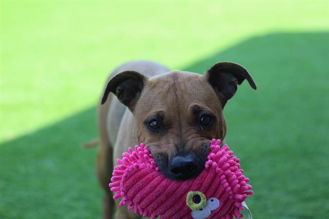 Enlarge AMY LYNN, a Adoptable mixed breed in Grand Prairie, TX image 1/1
