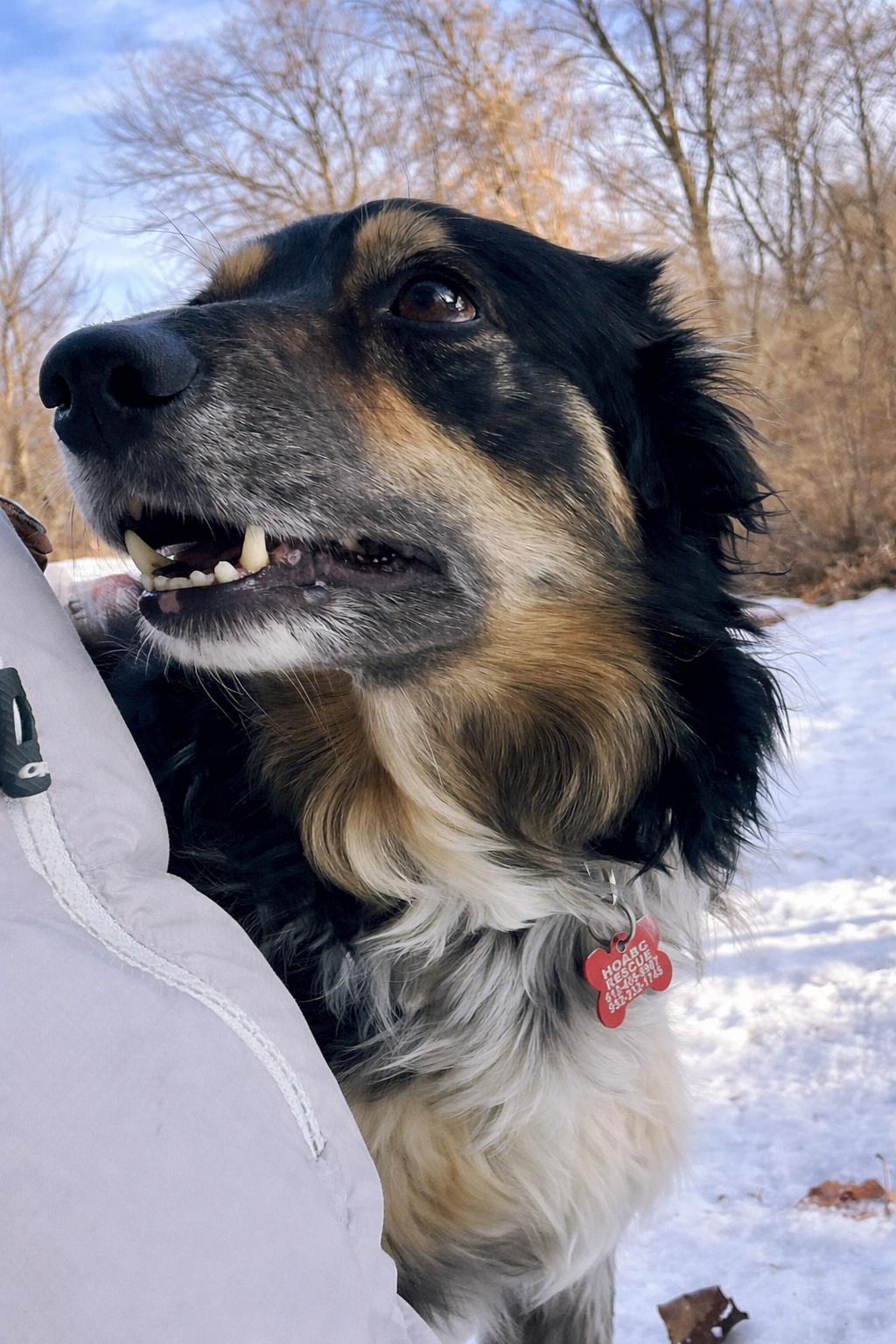 Enlarge Maisie, a ADOPTABLE Border Collie in Minneapolis, MN image 5/5