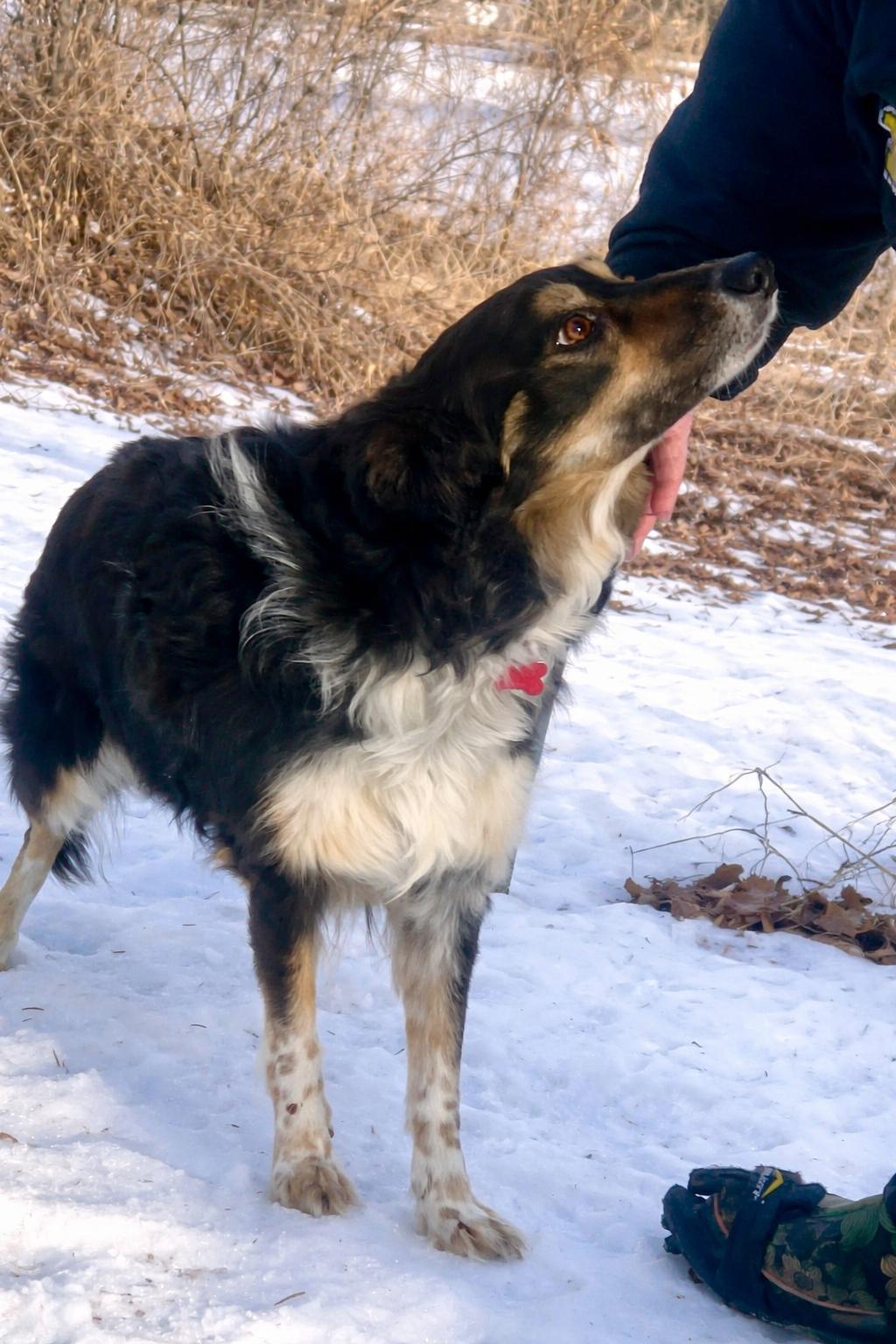 Enlarge Maisie, a ADOPTABLE Border Collie in Minneapolis, MN image 4/5