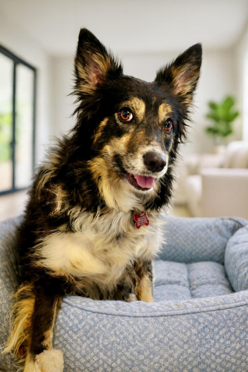 Enlarge Maisie, a ADOPTABLE Border Collie in Minneapolis, MN image 3/5