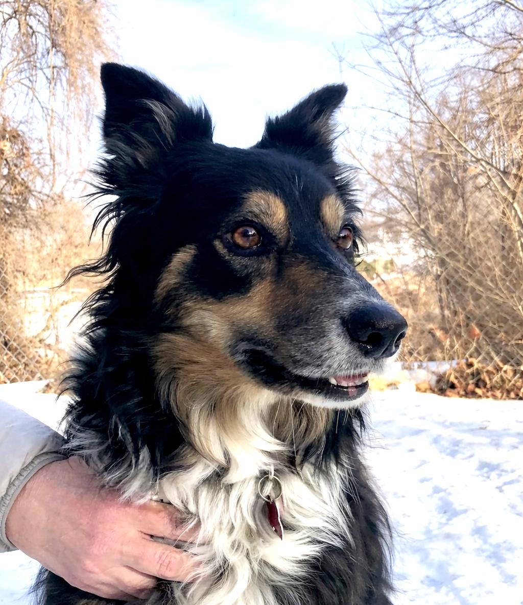 Enlarge Maisie, a ADOPTABLE Border Collie in Minneapolis, MN image 1/5