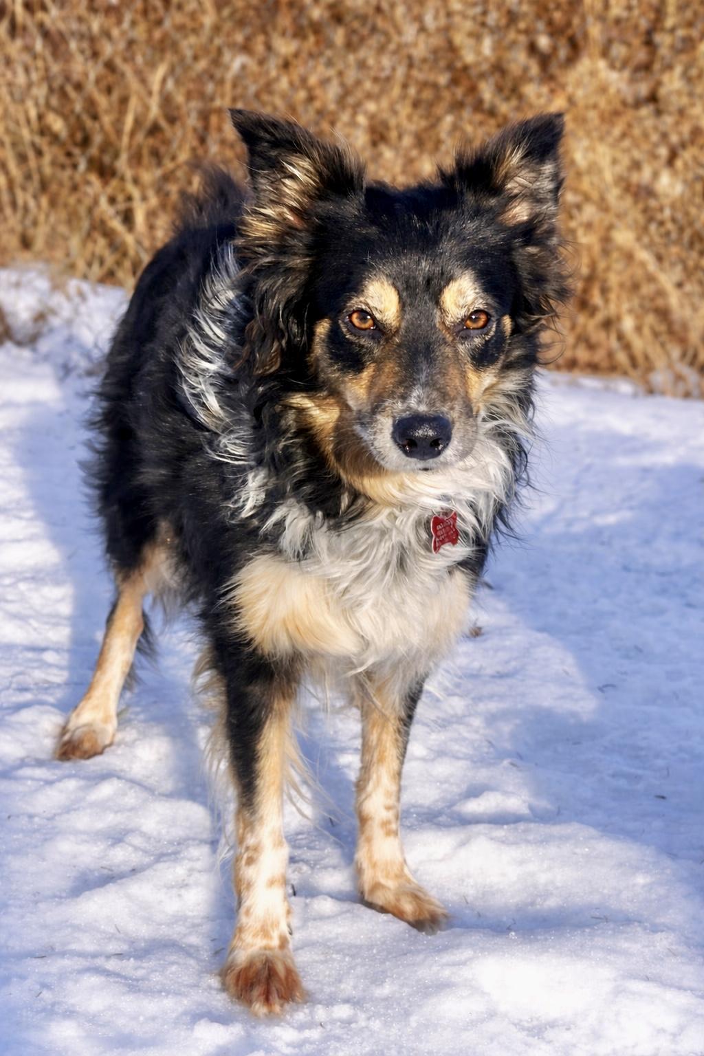 Enlarge Maisie, a ADOPTABLE Border Collie in Minneapolis, MN image 2/5