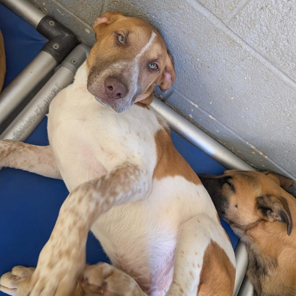 Childress, Adoptable, Young Male Beagle & Mixed Breed.
