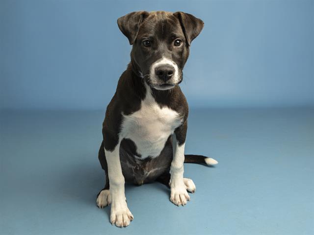 Enlarge LITTLE FOOT, a Adoptable Pit Bull Terrier in Phoenix, AZ image 1/1