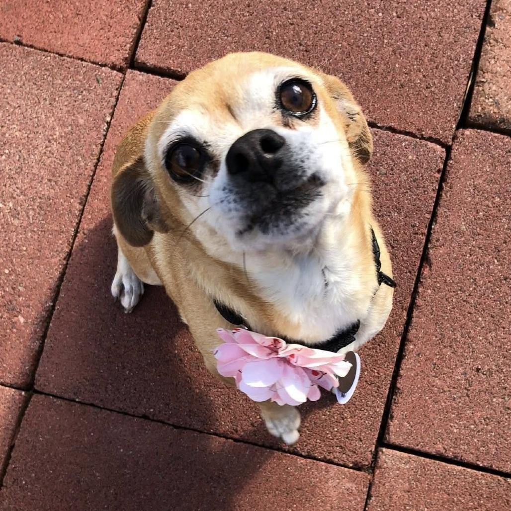 Ellie — thumbnail 6