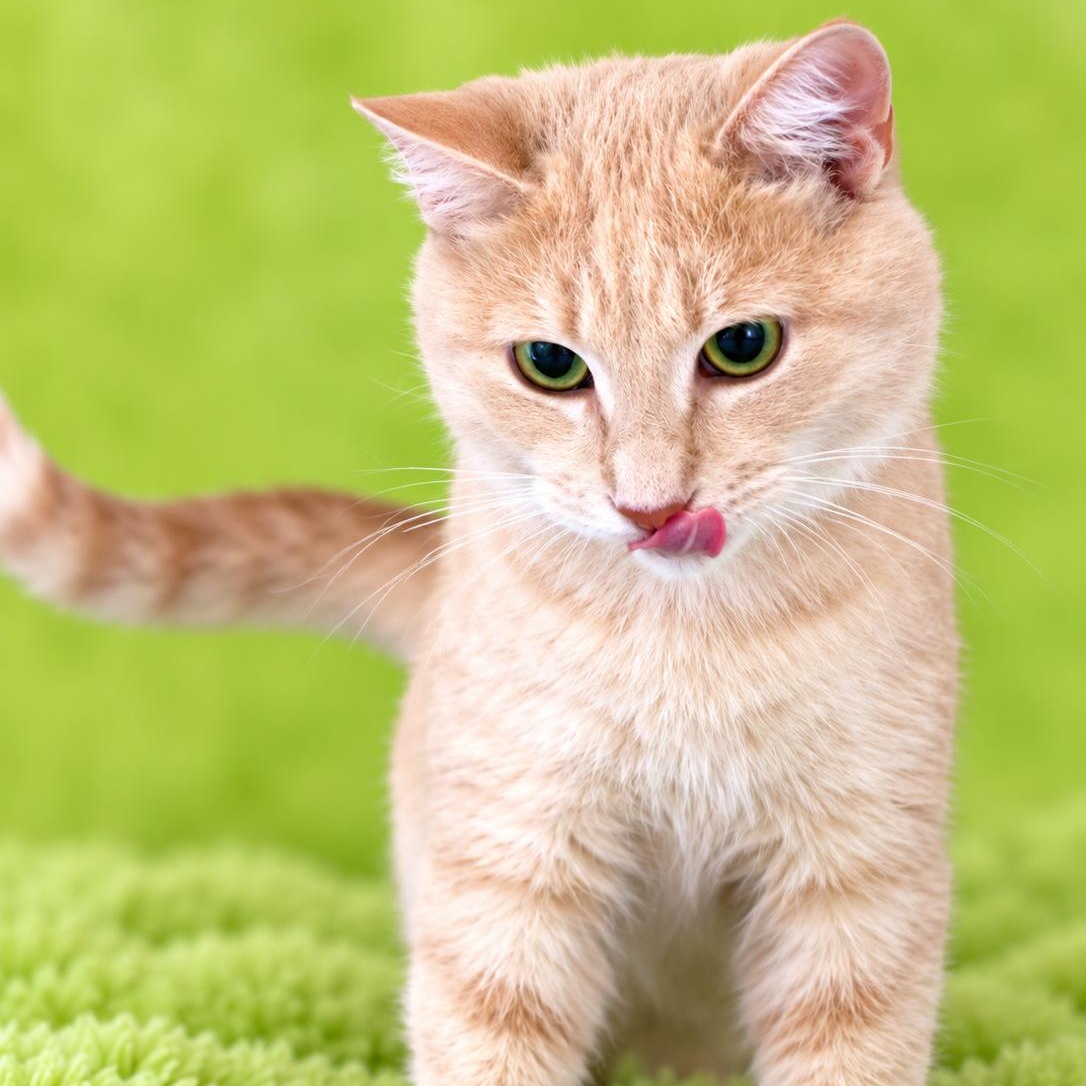 Enlarge Mango, a Adoptable Domestic Short Hair in Charlotte, NC image 4/4