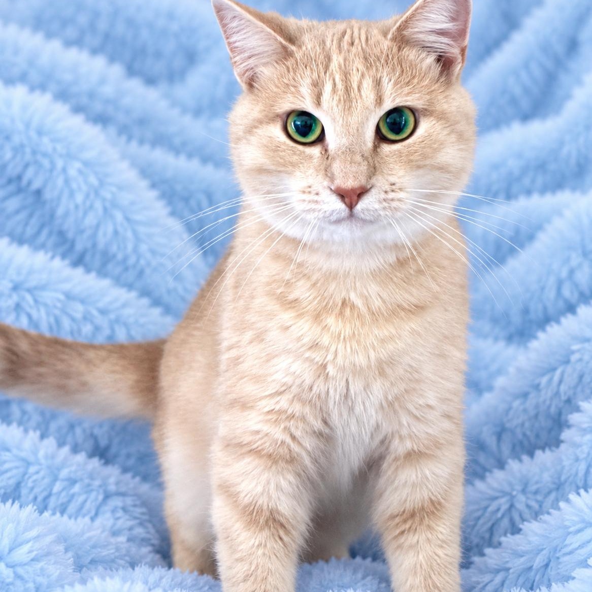 Mango, Adoptable, Young Male Domestic Short Hair.