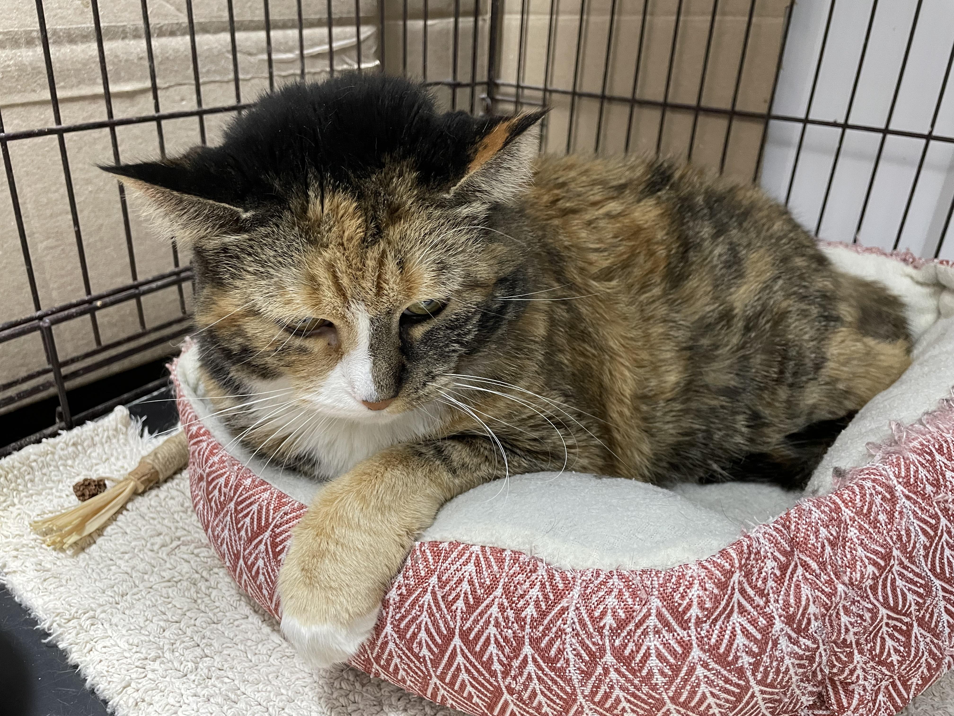 Daisy Mae, an adoptable Calico in Le Mars, IA, 51031 | Photo Image 2