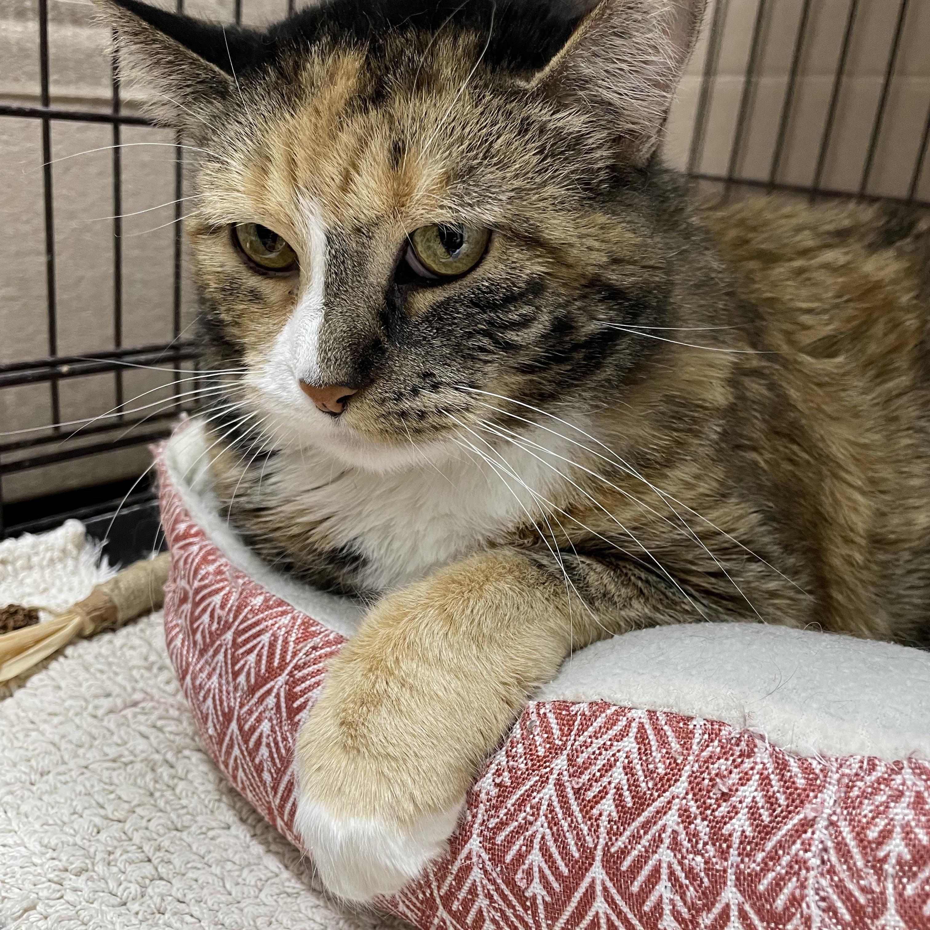 Daisy Mae, an adoptable Calico in Le Mars, IA, 51031 | Photo Image 1
