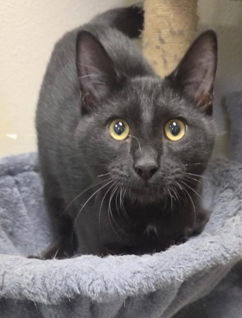 Enlarge Archie, a Adoptable mixed breed in Midland, TX image 1/3