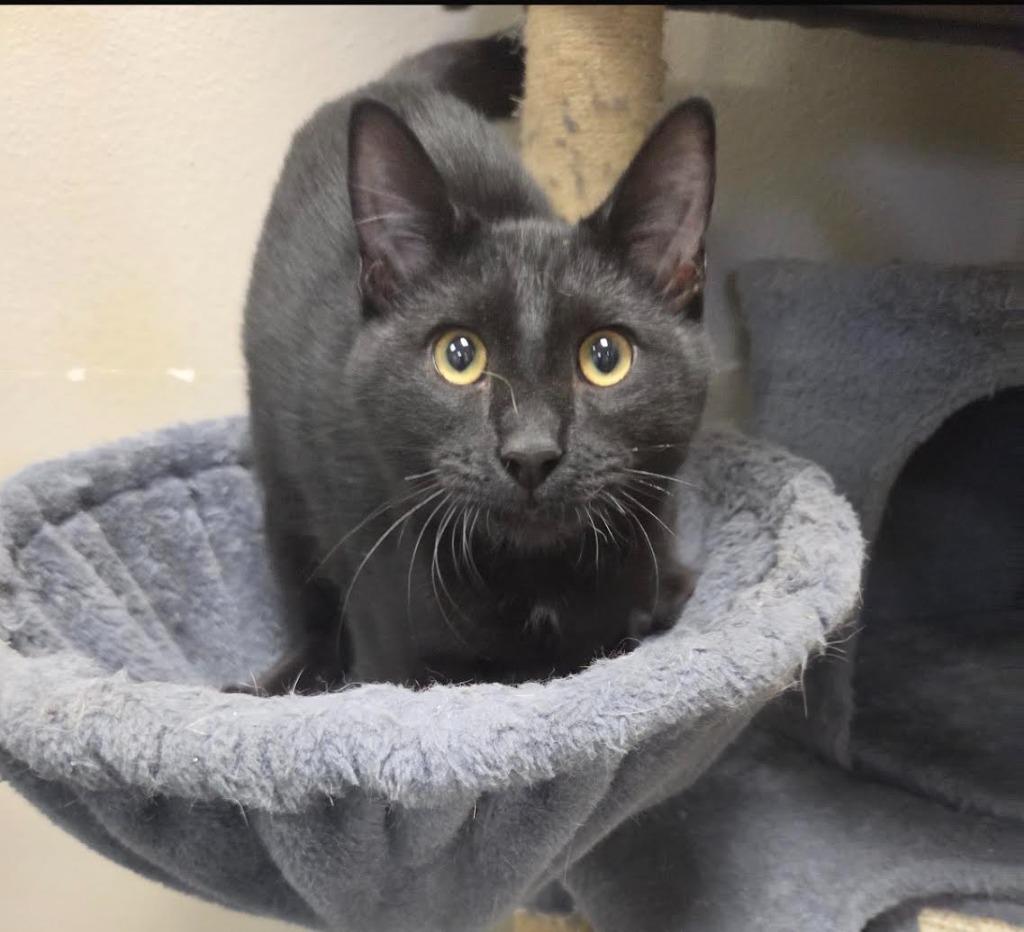 Enlarge Archie, a Adoptable mixed breed in Midland, TX image 2/3