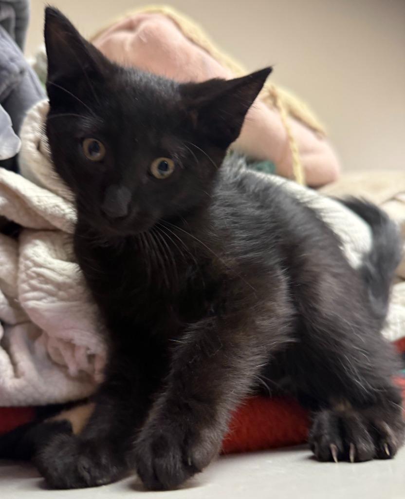 Enlarge Archie, a Adoptable mixed breed in Midland, TX image 3/3