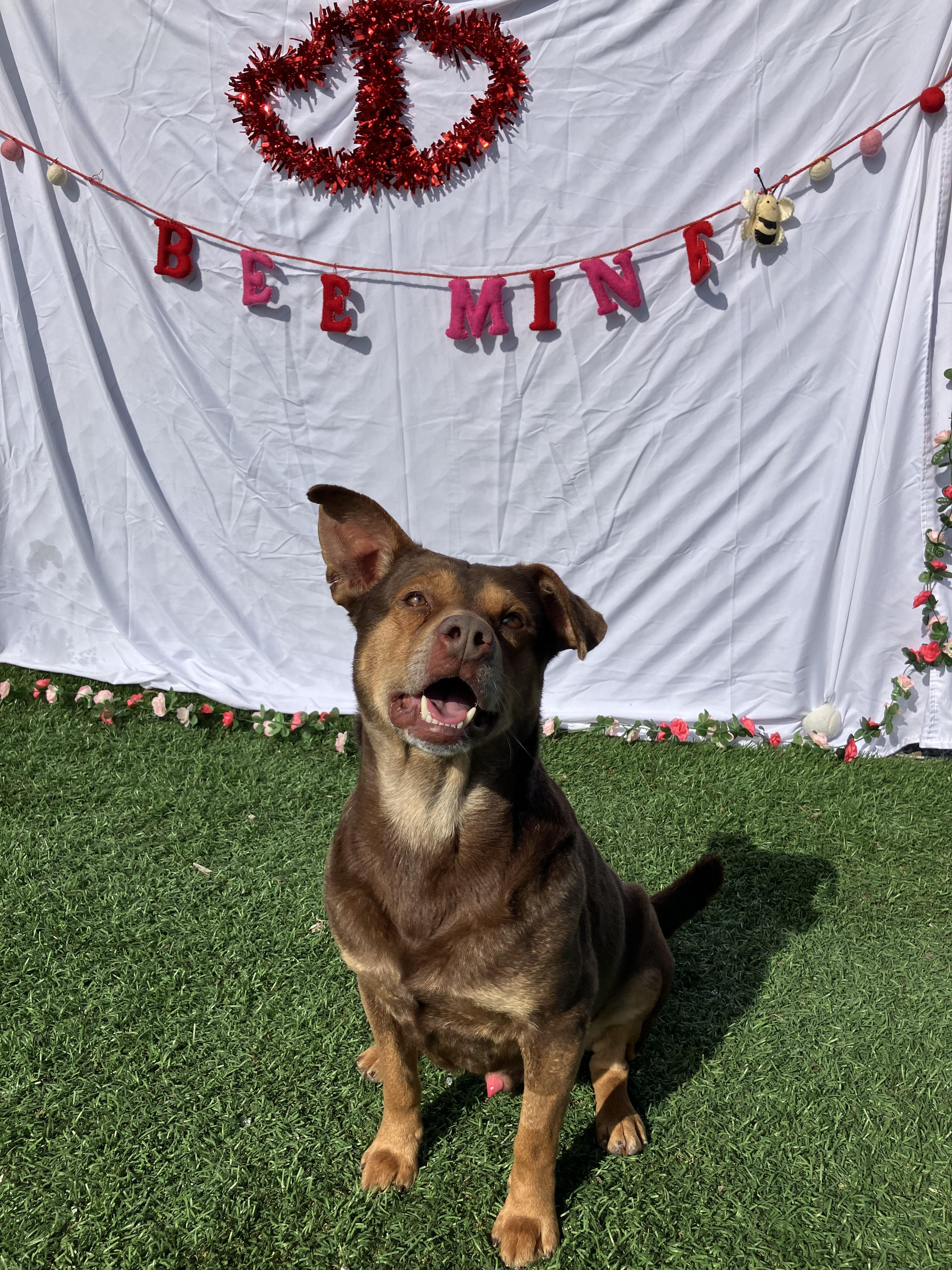 Tater, a ADOPTABLE mixed breed in Hollister, CA image 4/4