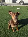 Tater, a ADOPTABLE mixed breed in Hollister, CA image 2/4