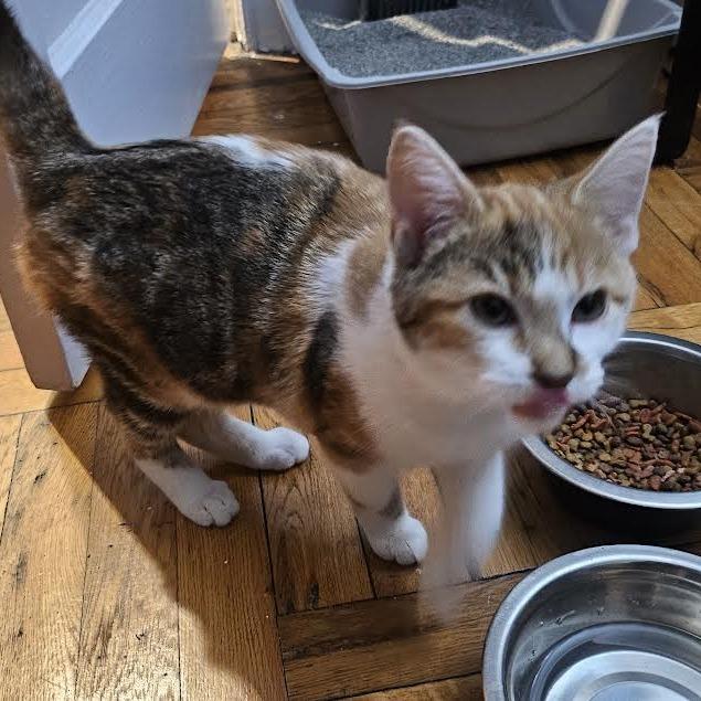 Aggie, Adoptable, Kitten Female Domestic Short Hair.