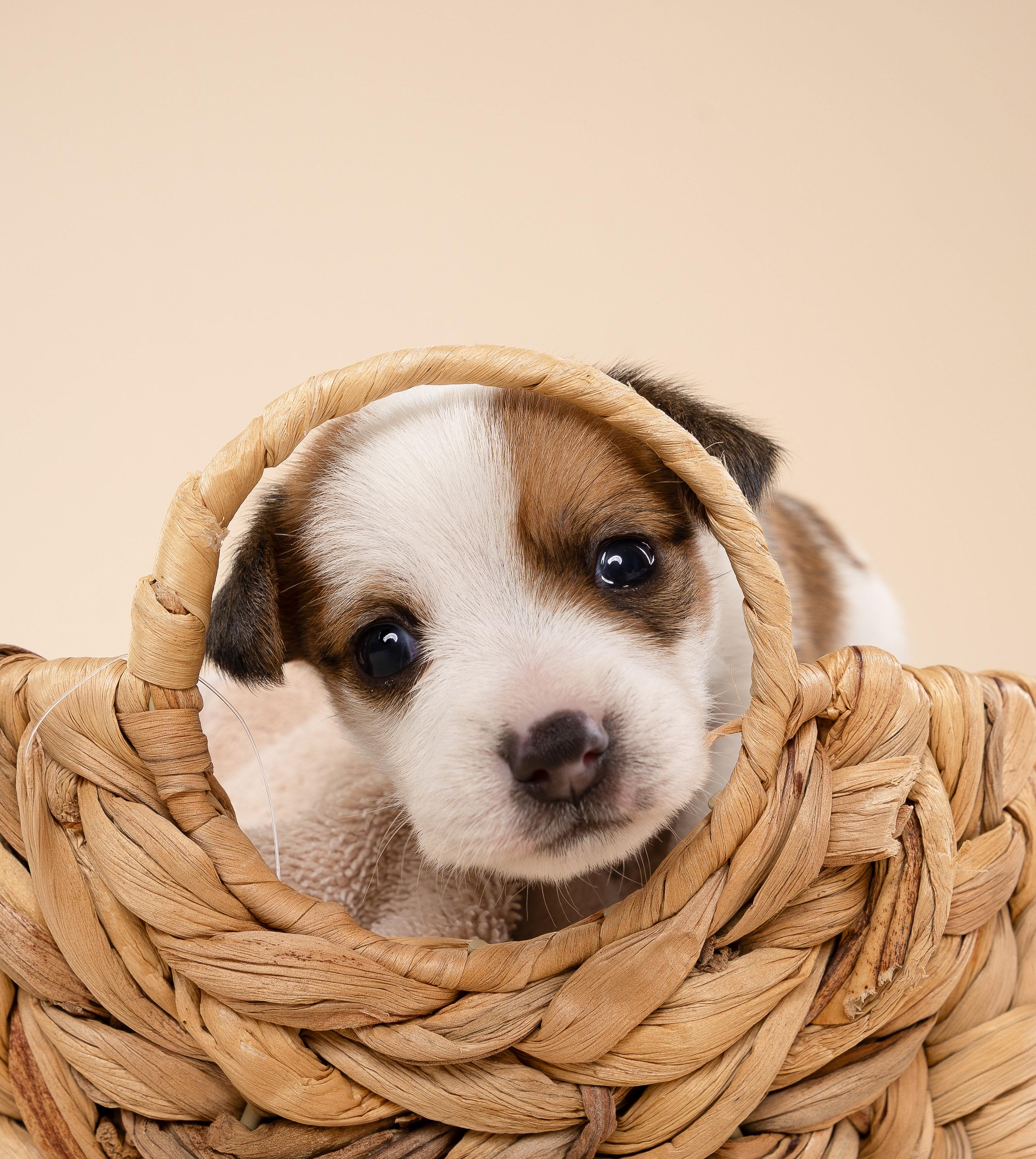 Enlarge Nugget, a Adopted Chihuahua in fort lauderdale, FL image 2/2