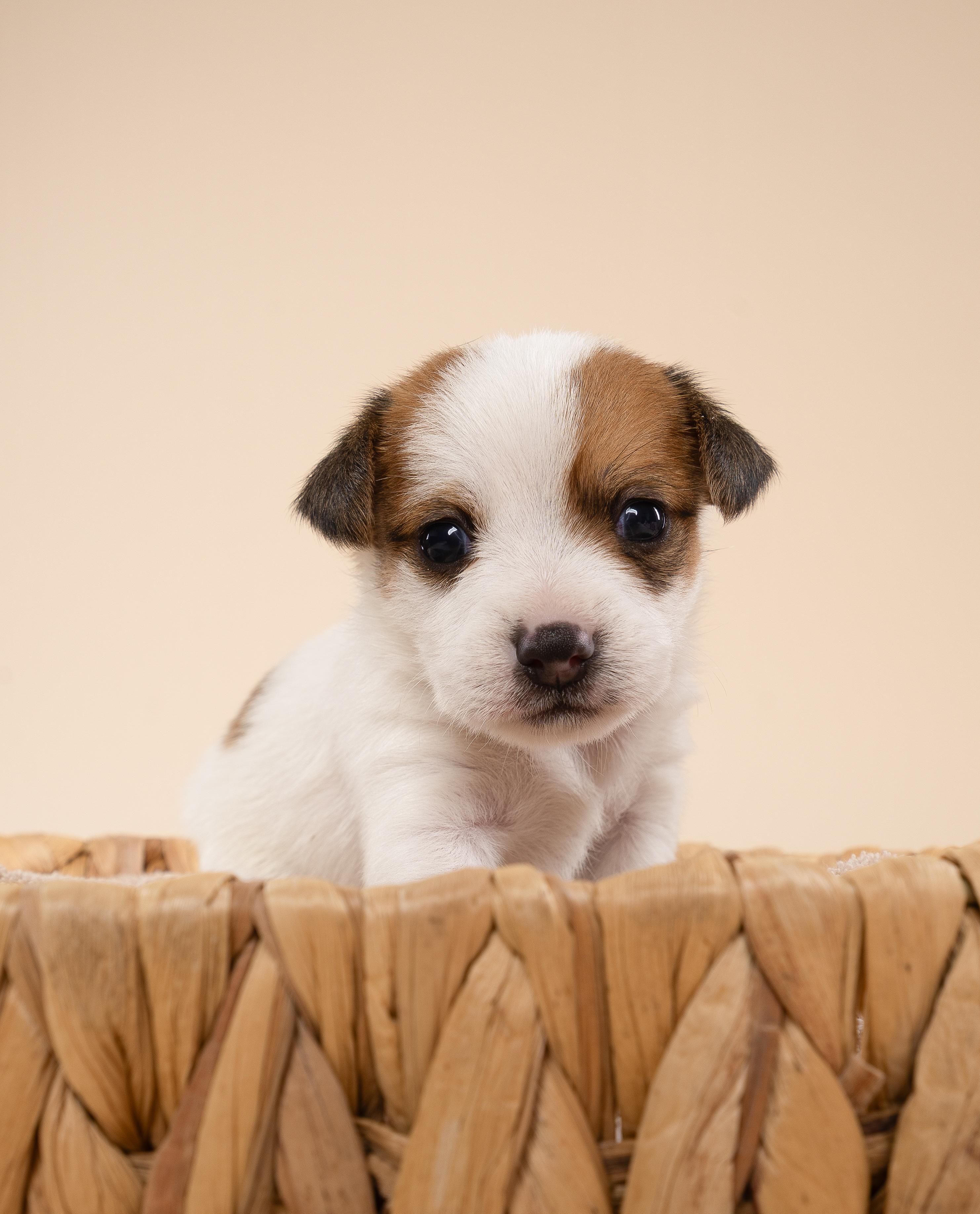 Enlarge Nugget, a Adopted Chihuahua in fort lauderdale, FL image 1/2